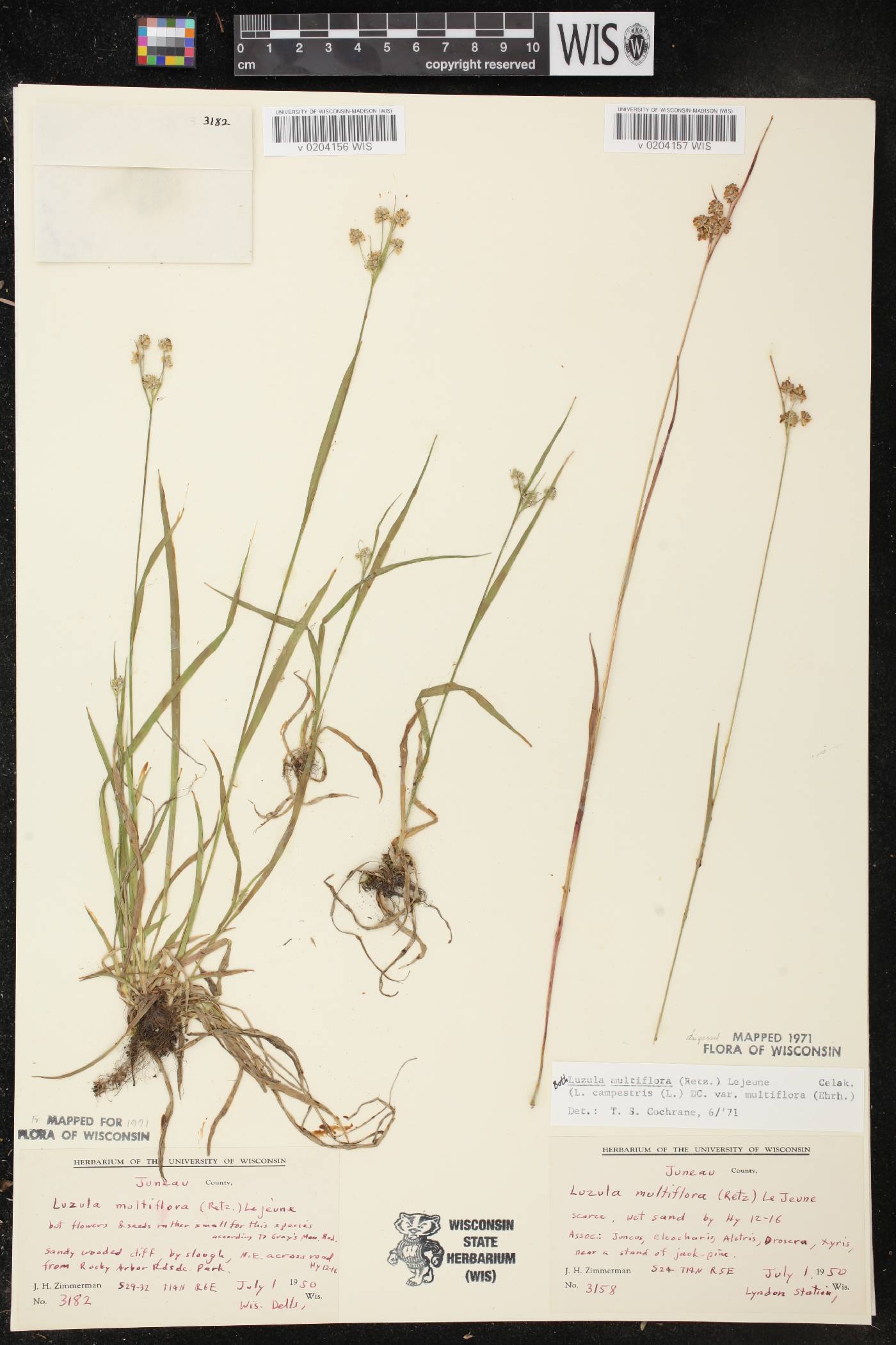 Luzula multiflora image