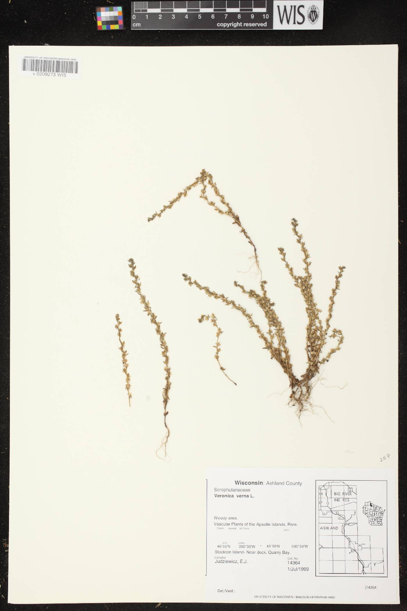 Veronica verna image