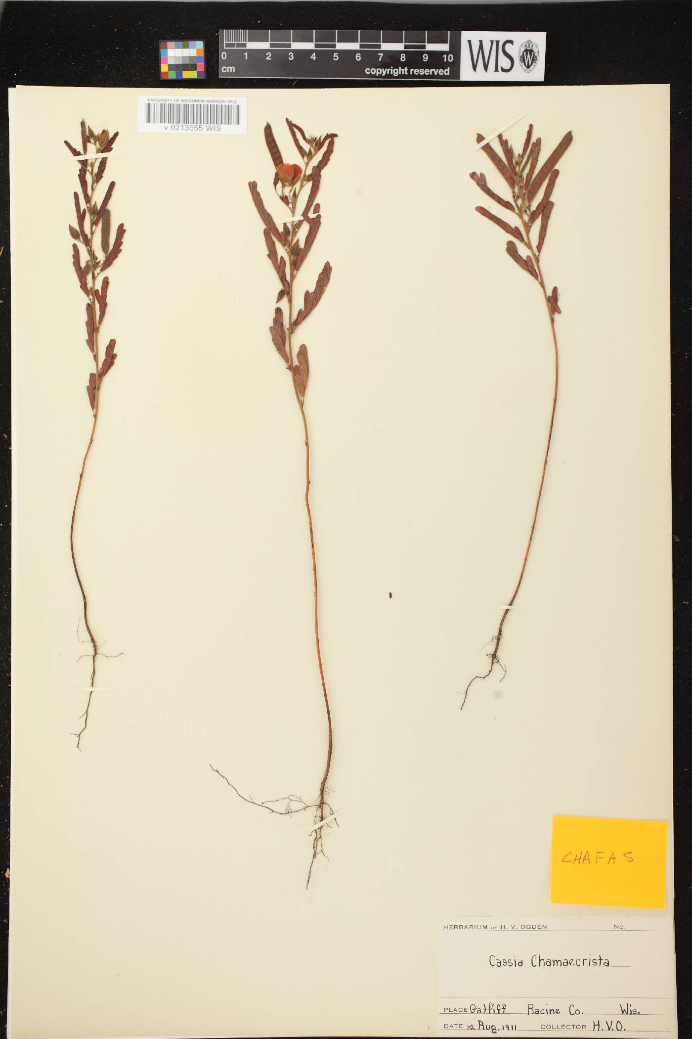 Chamaecrista fasciculata image