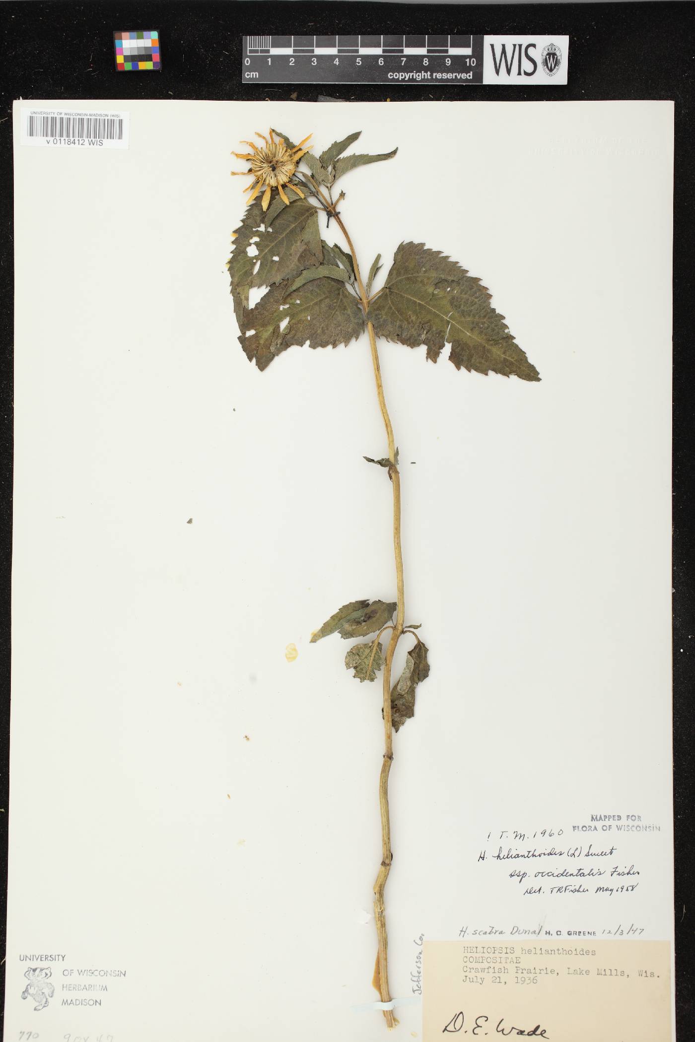 Heliopsis helianthoides image