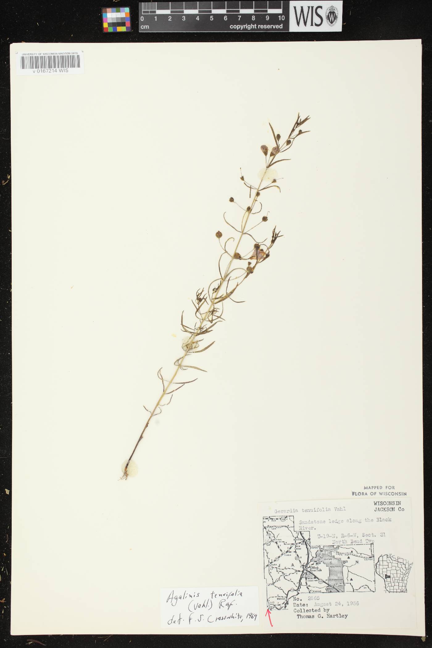 Agalinis tenuifolia image
