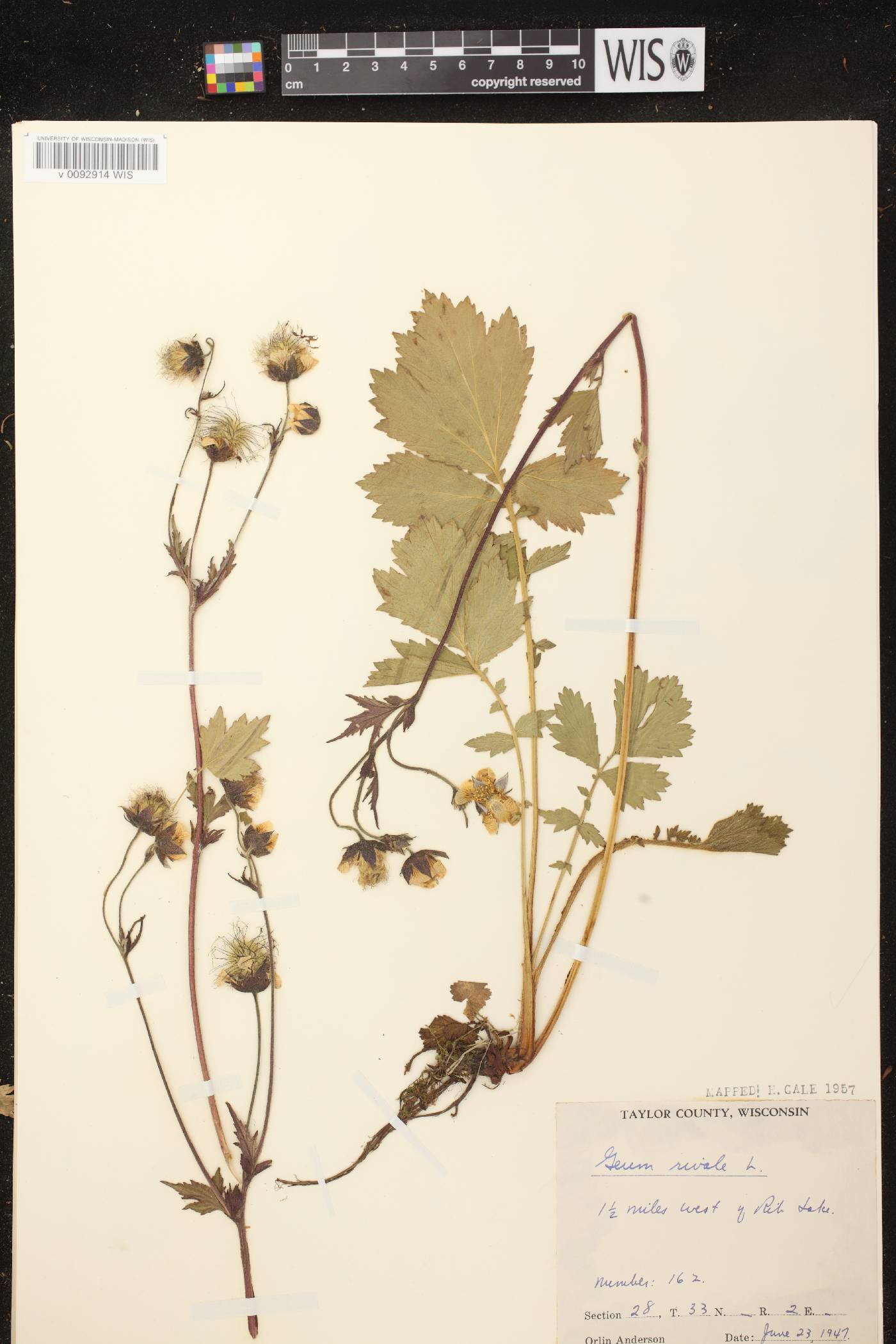 Geum rivale image