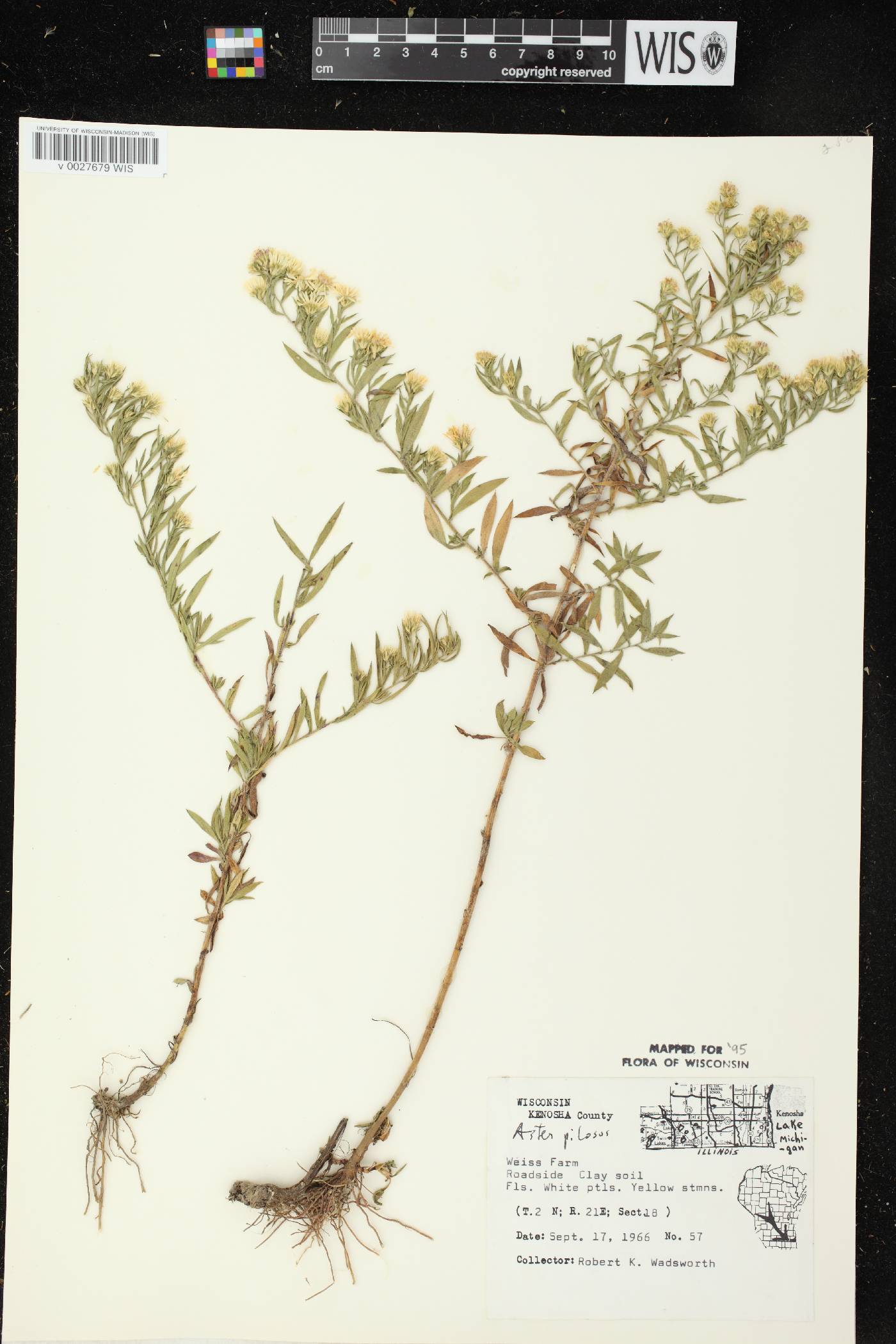 Symphyotrichum pilosum image