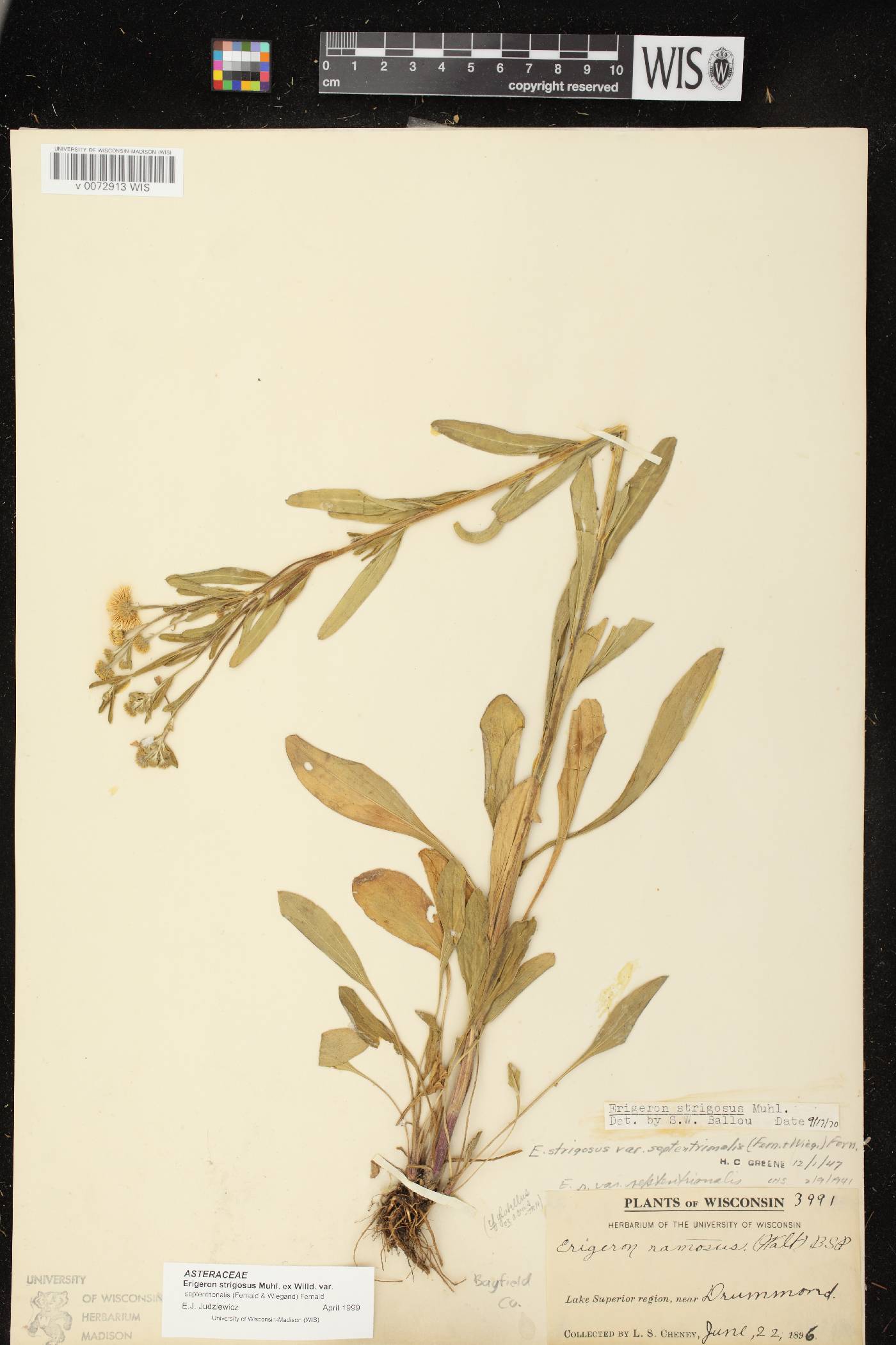 Erigeron strigosus image