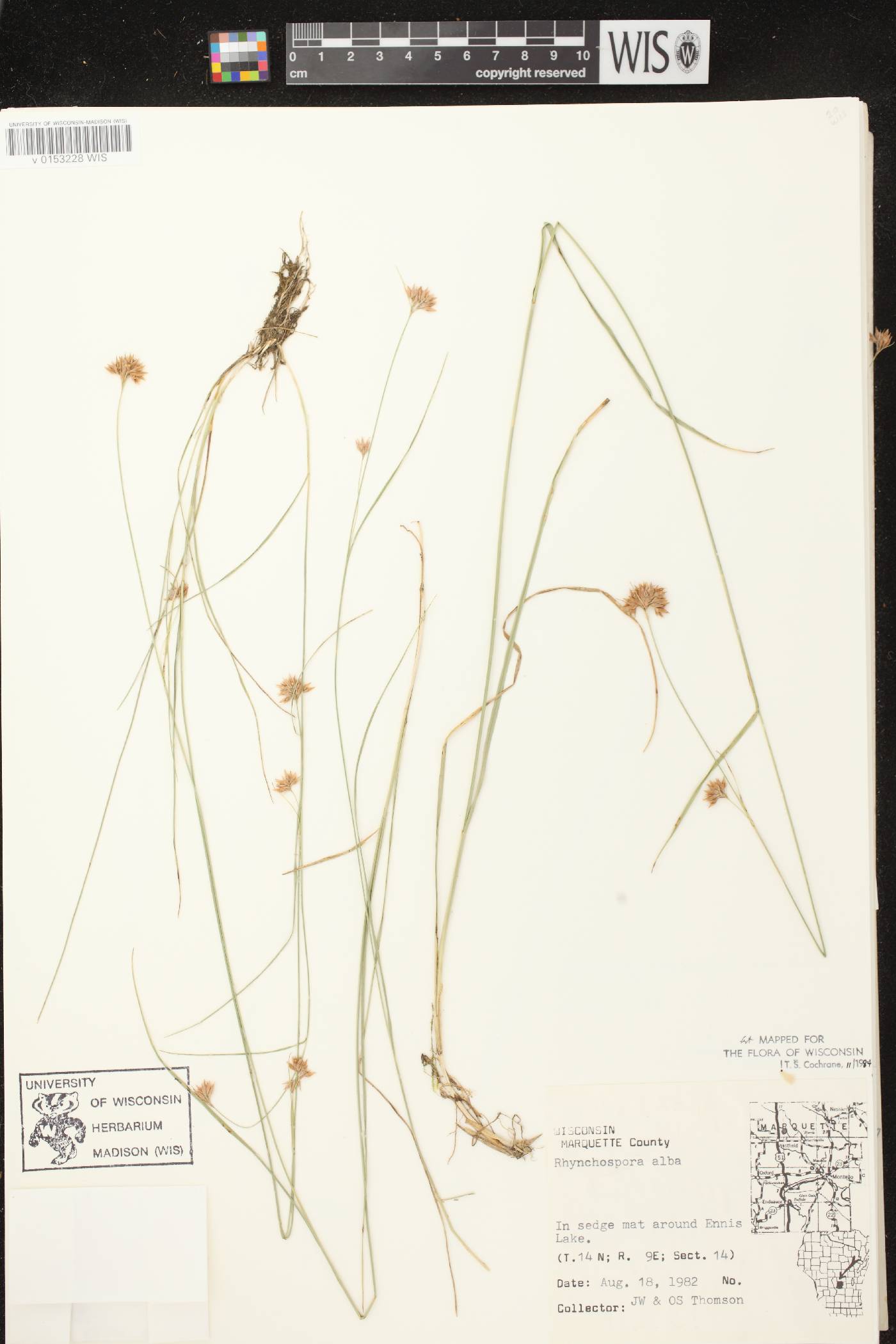 Rhynchospora alba image