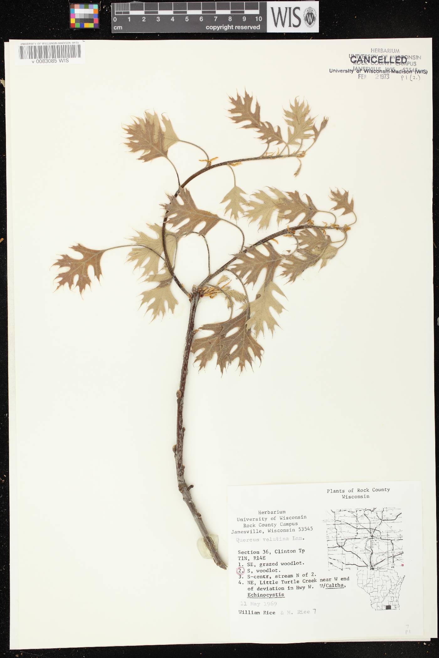 Quercus velutina image