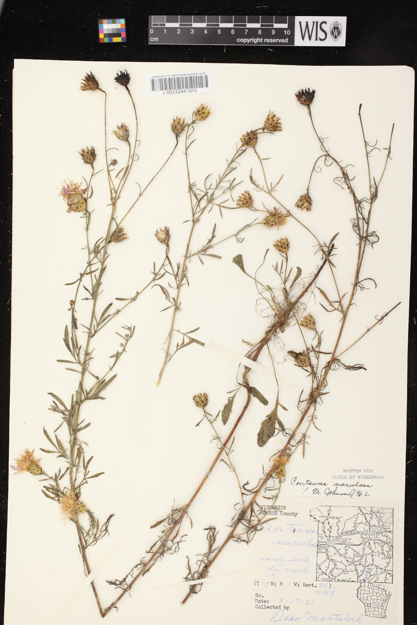 Centaurea stoebe subsp. micranthos image
