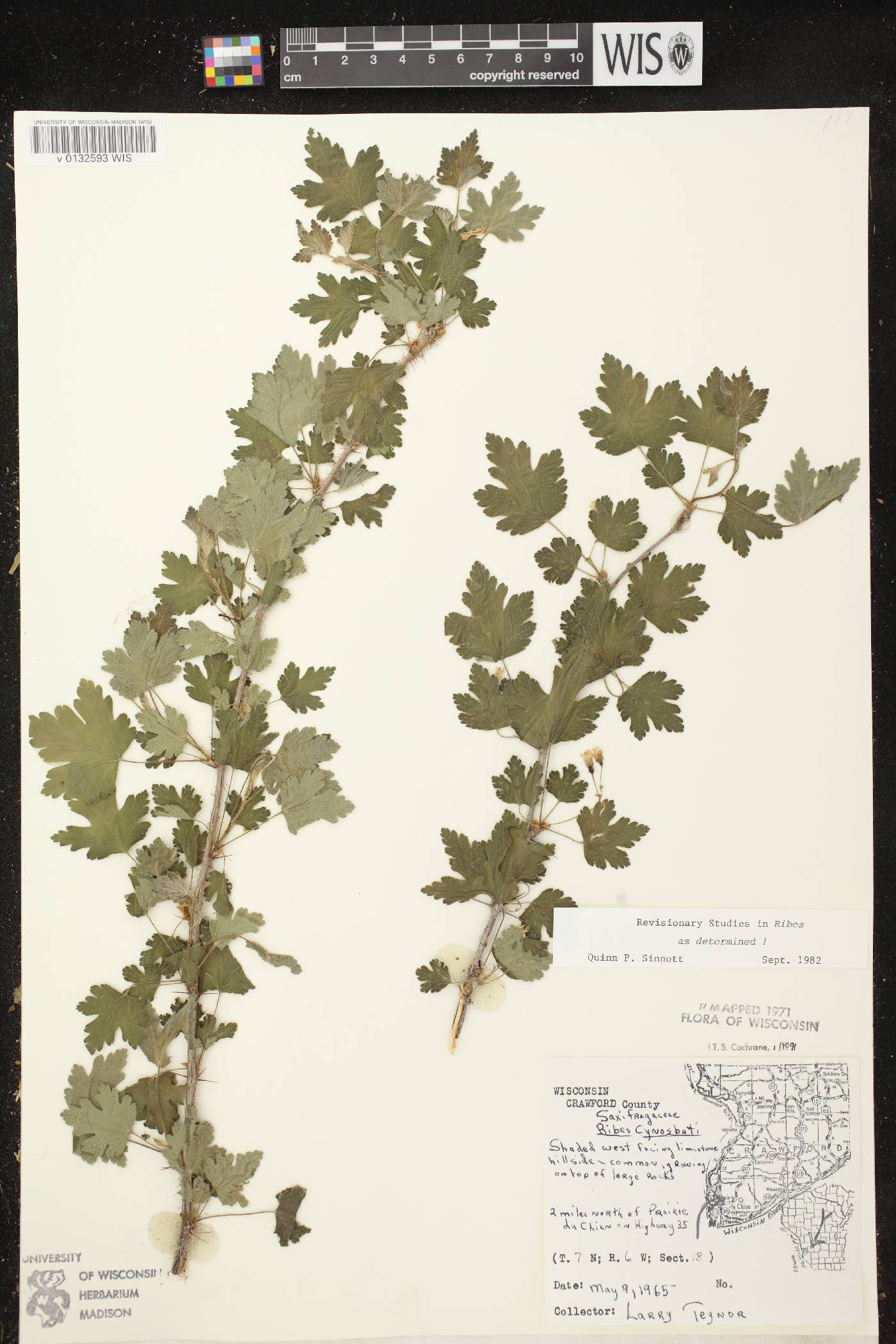 Ribes cynosbati image