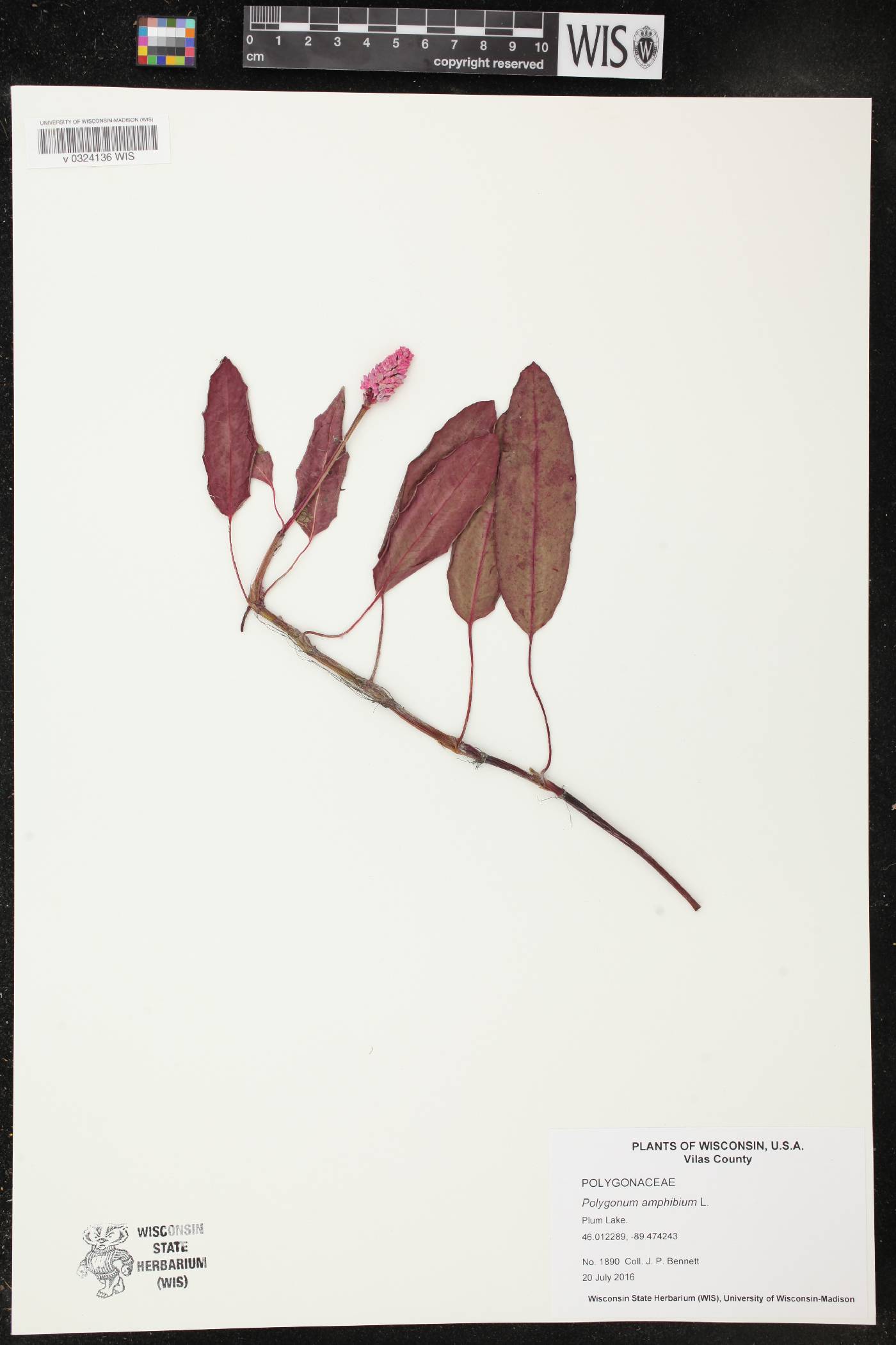 Persicaria amphibia image