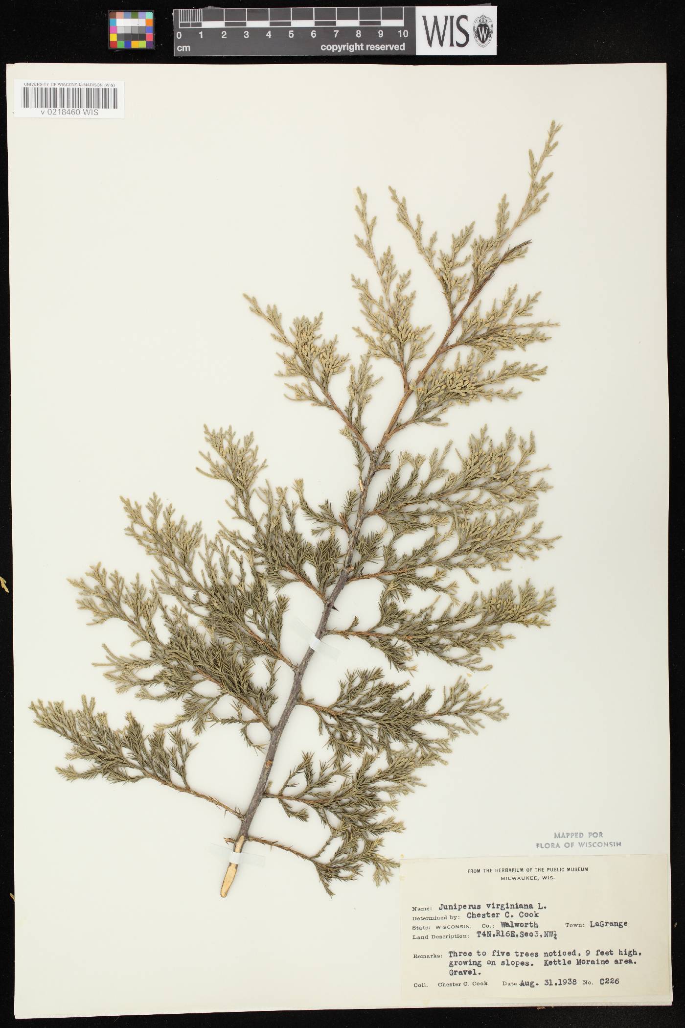 Juniperus virginiana image