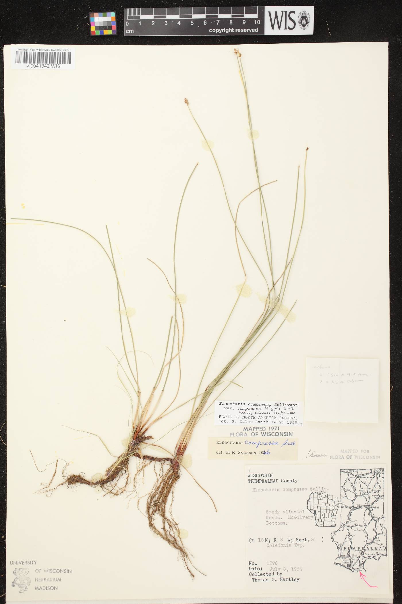 Eleocharis compressa var. compressa image