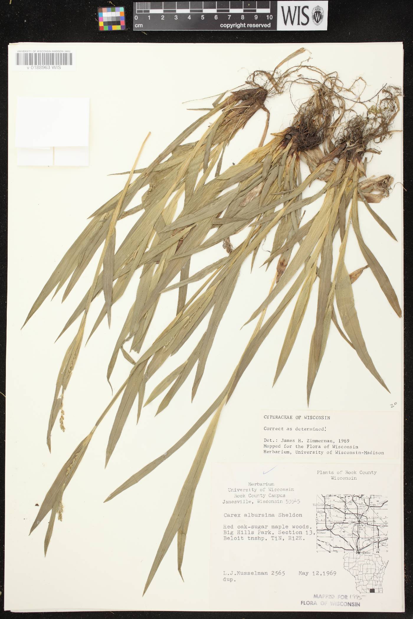 Carex albursina image