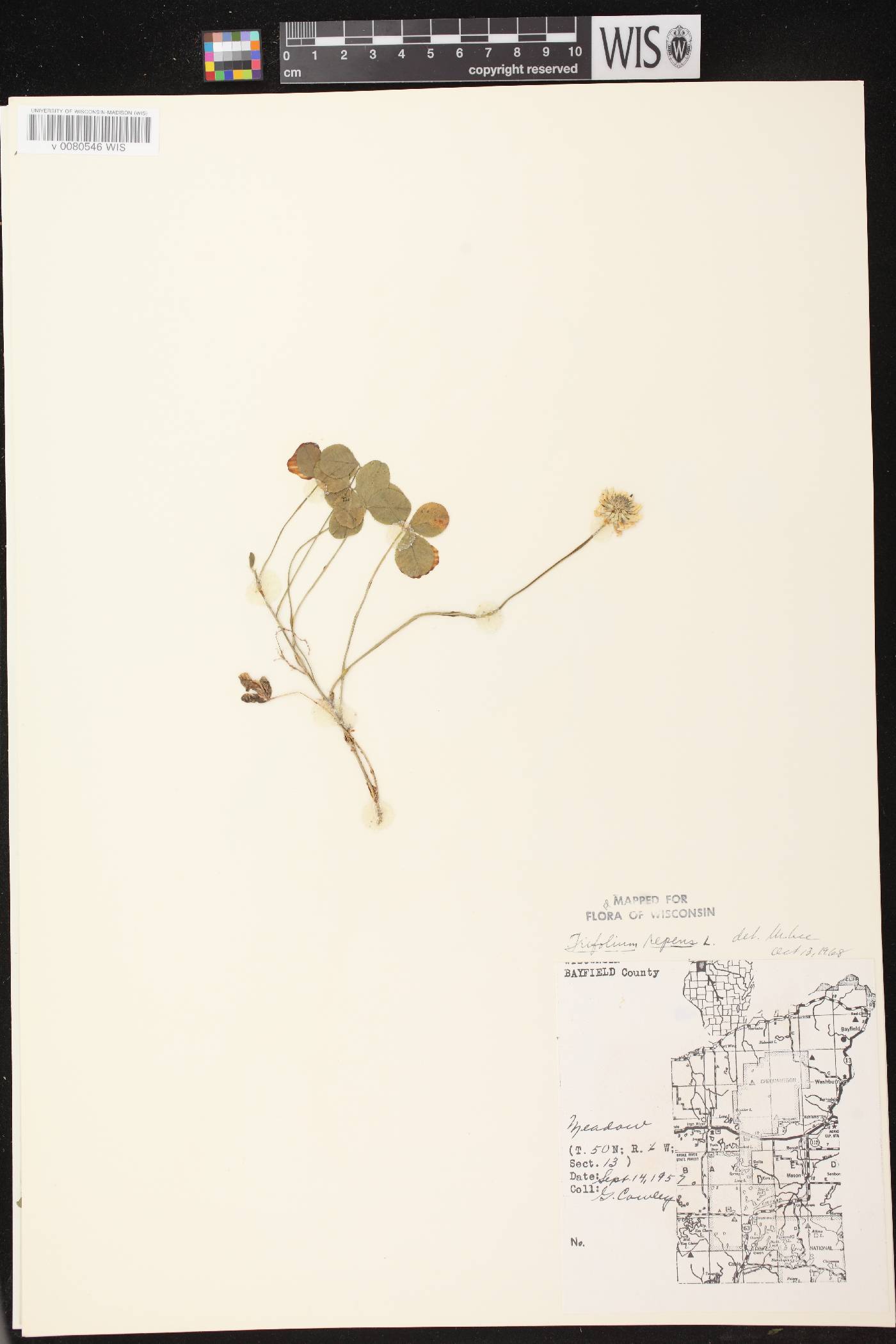 Trifolium repens image