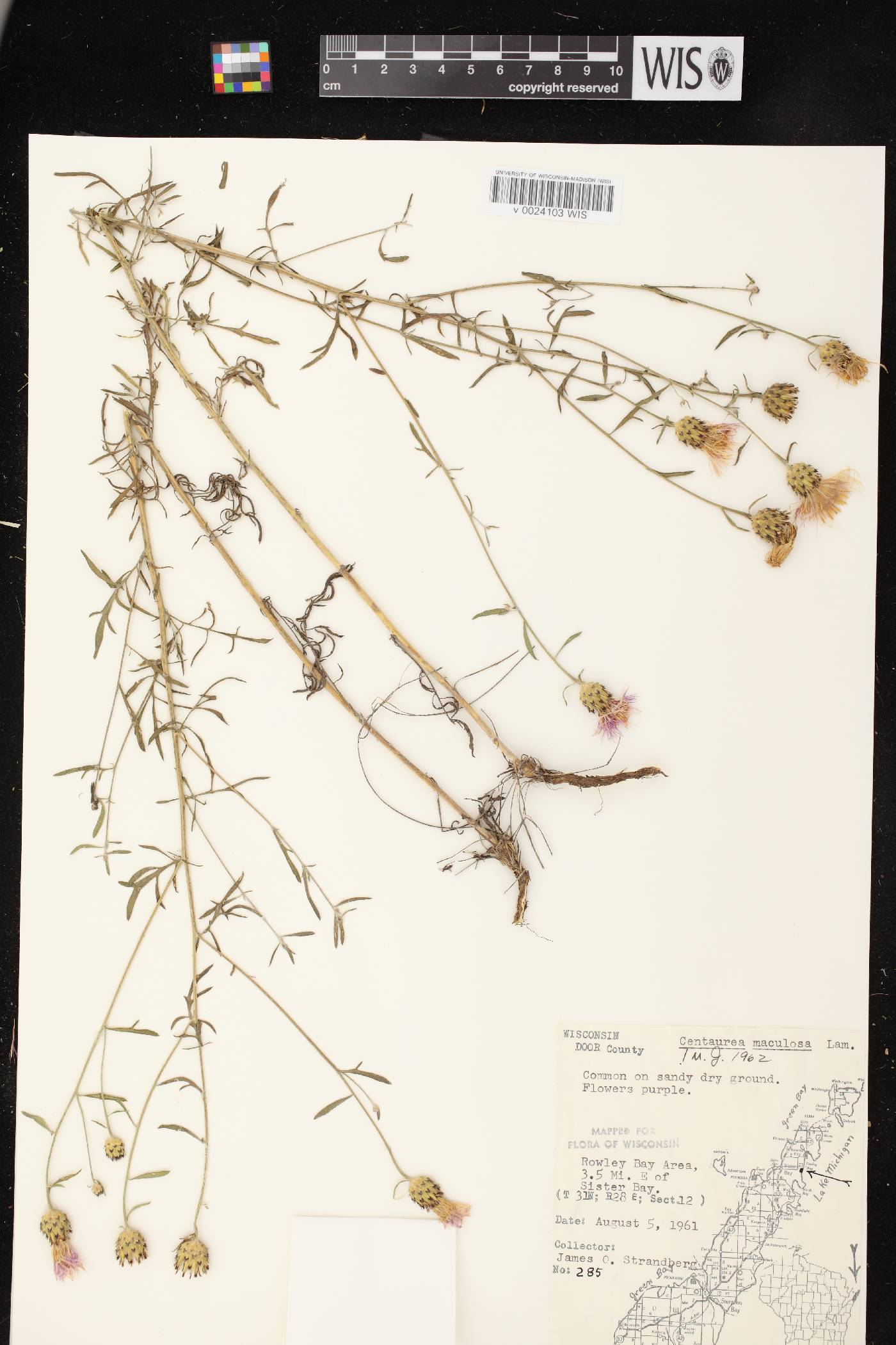 Centaurea stoebe subsp. micranthos image