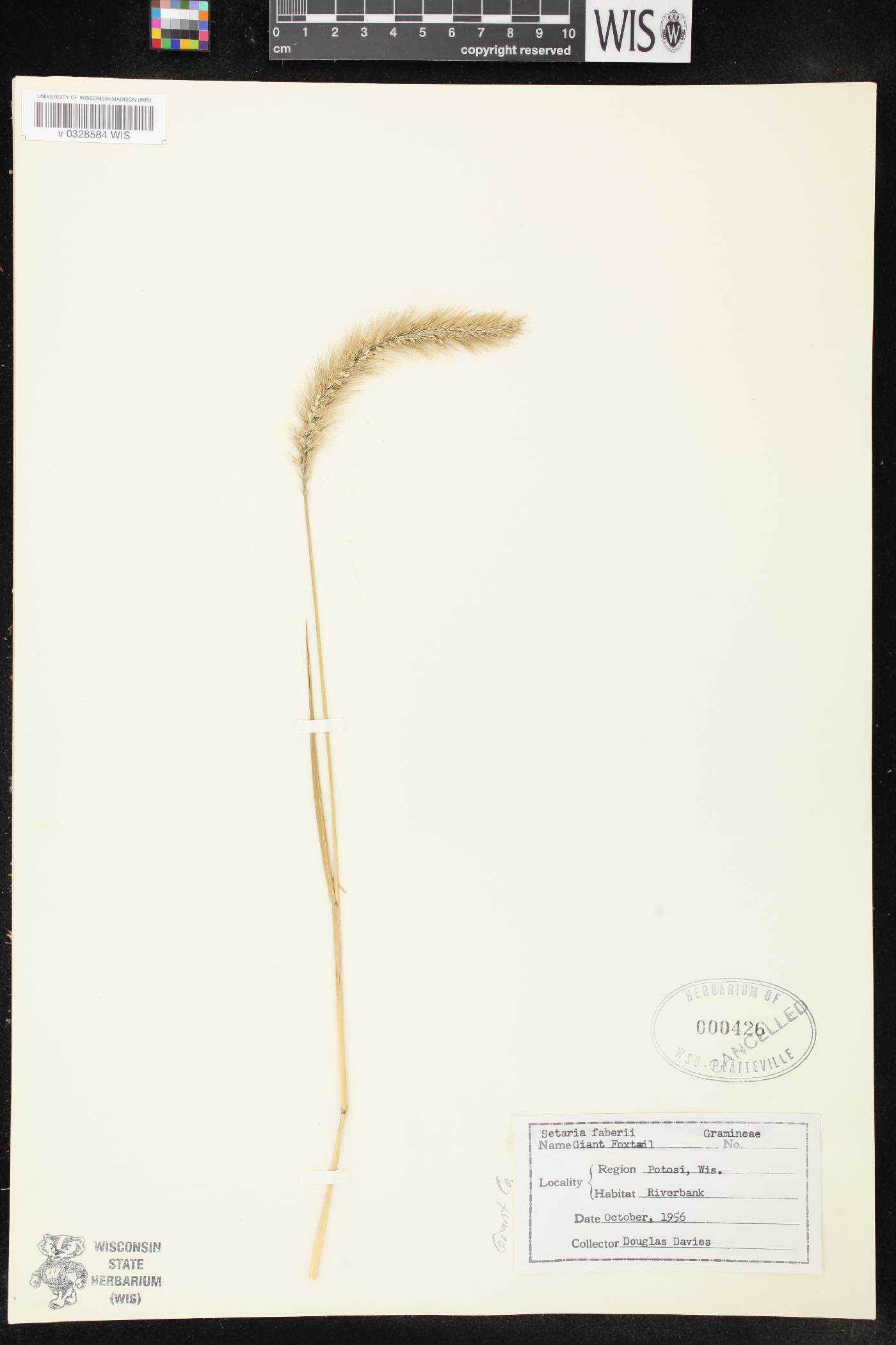 Setaria faberi image