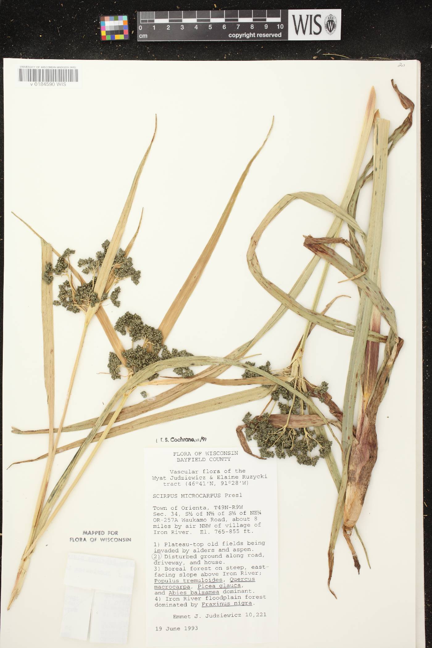 Scirpus microcarpus image