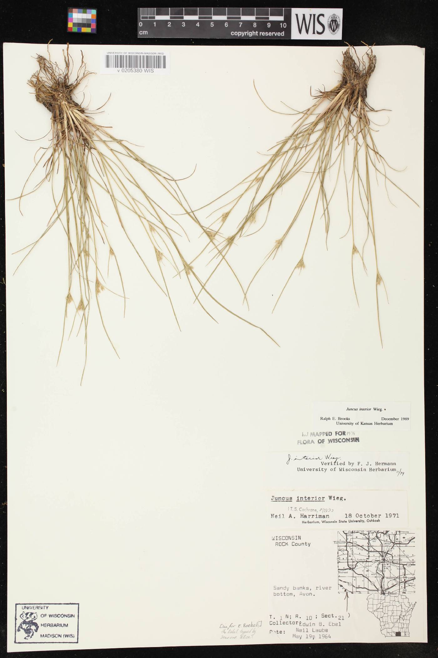 Juncus interior image
