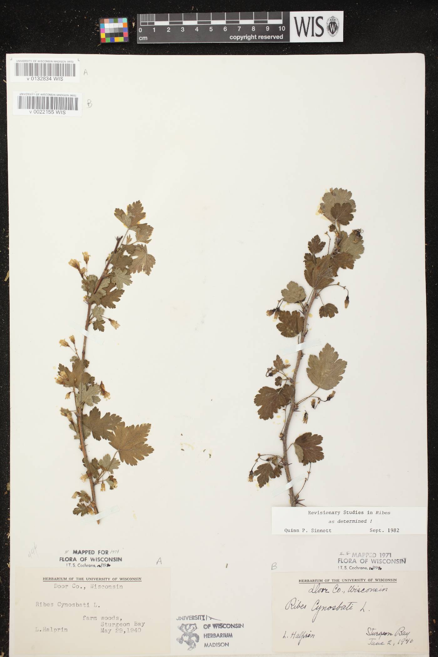 Ribes cynosbati image