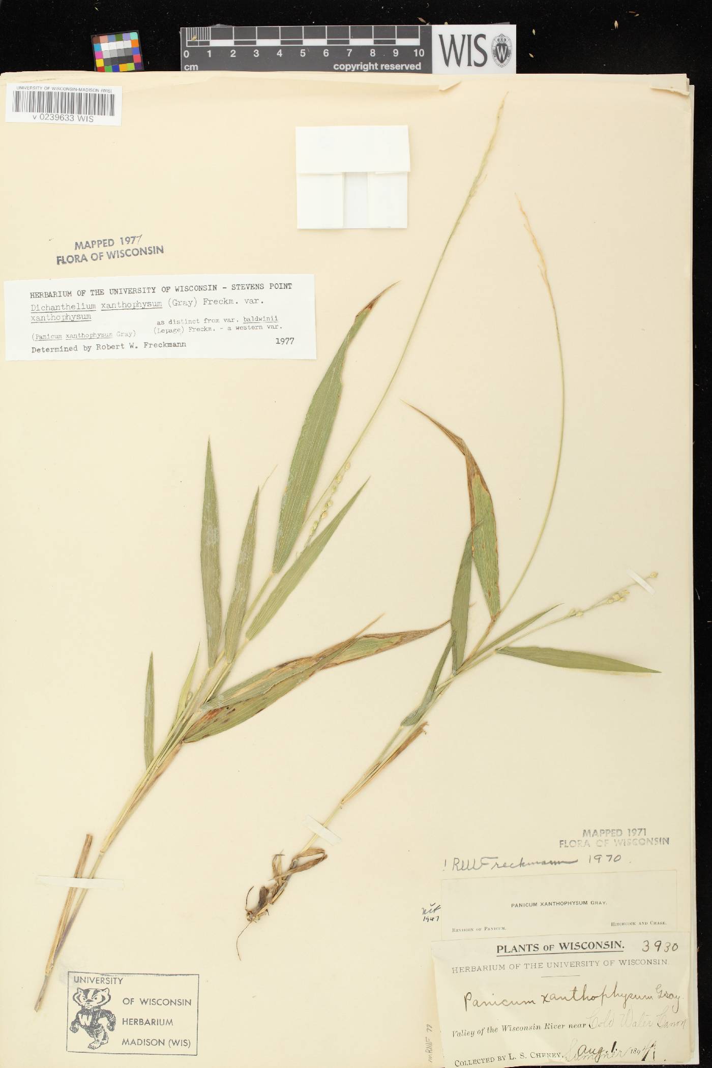Dichanthelium xanthophysum image