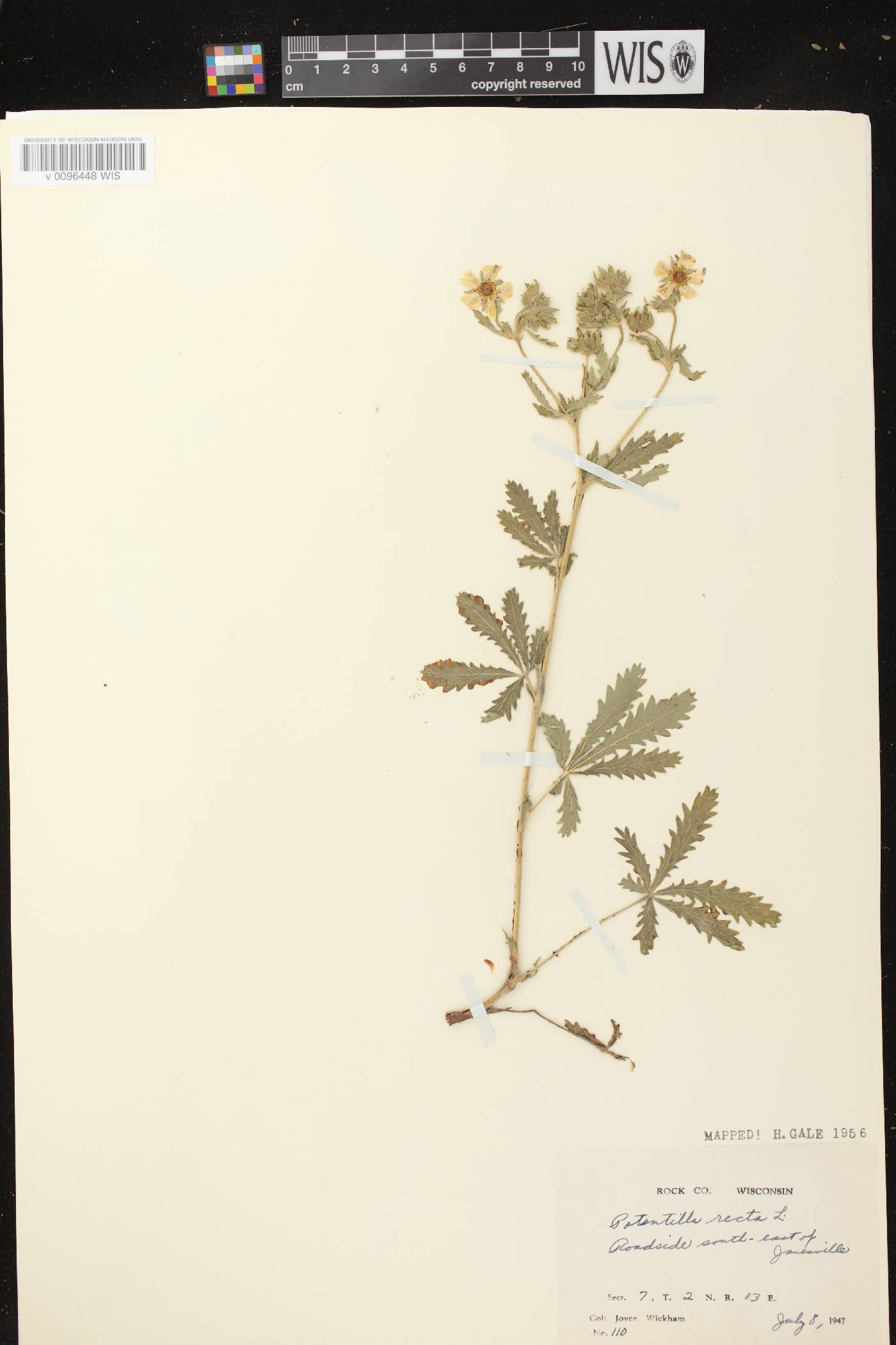 Potentilla recta image