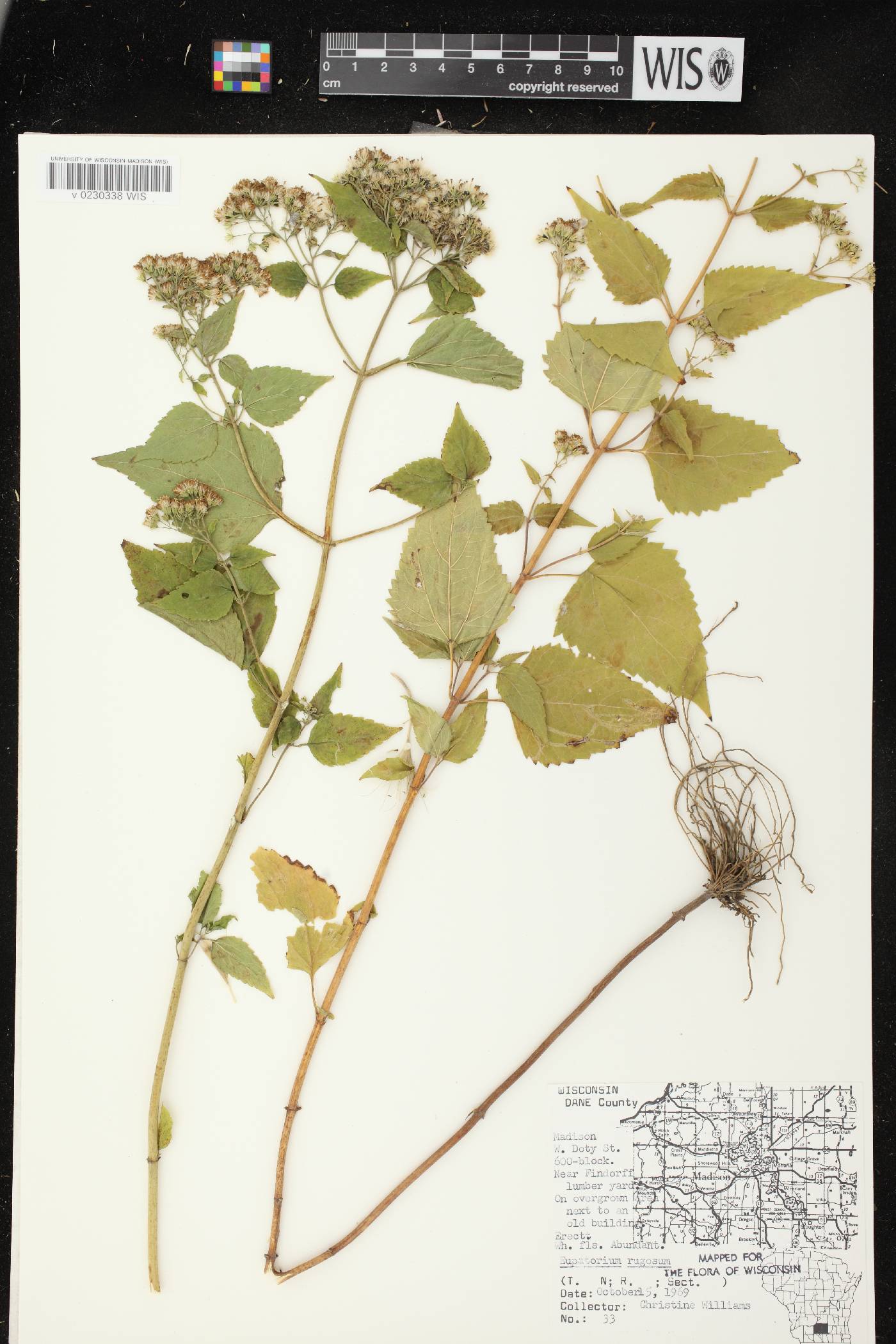 Ageratina altissima image
