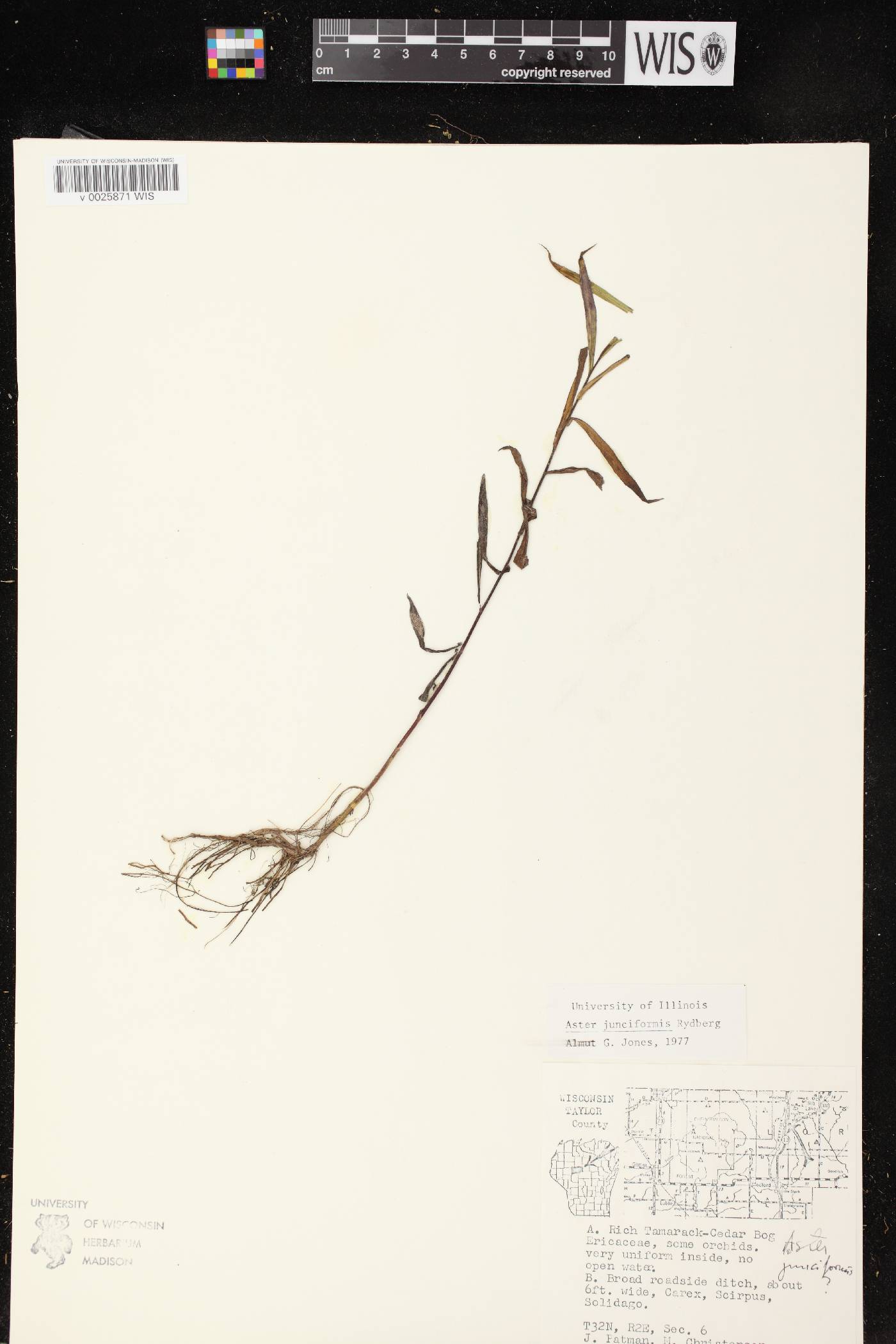 Symphyotrichum boreale image