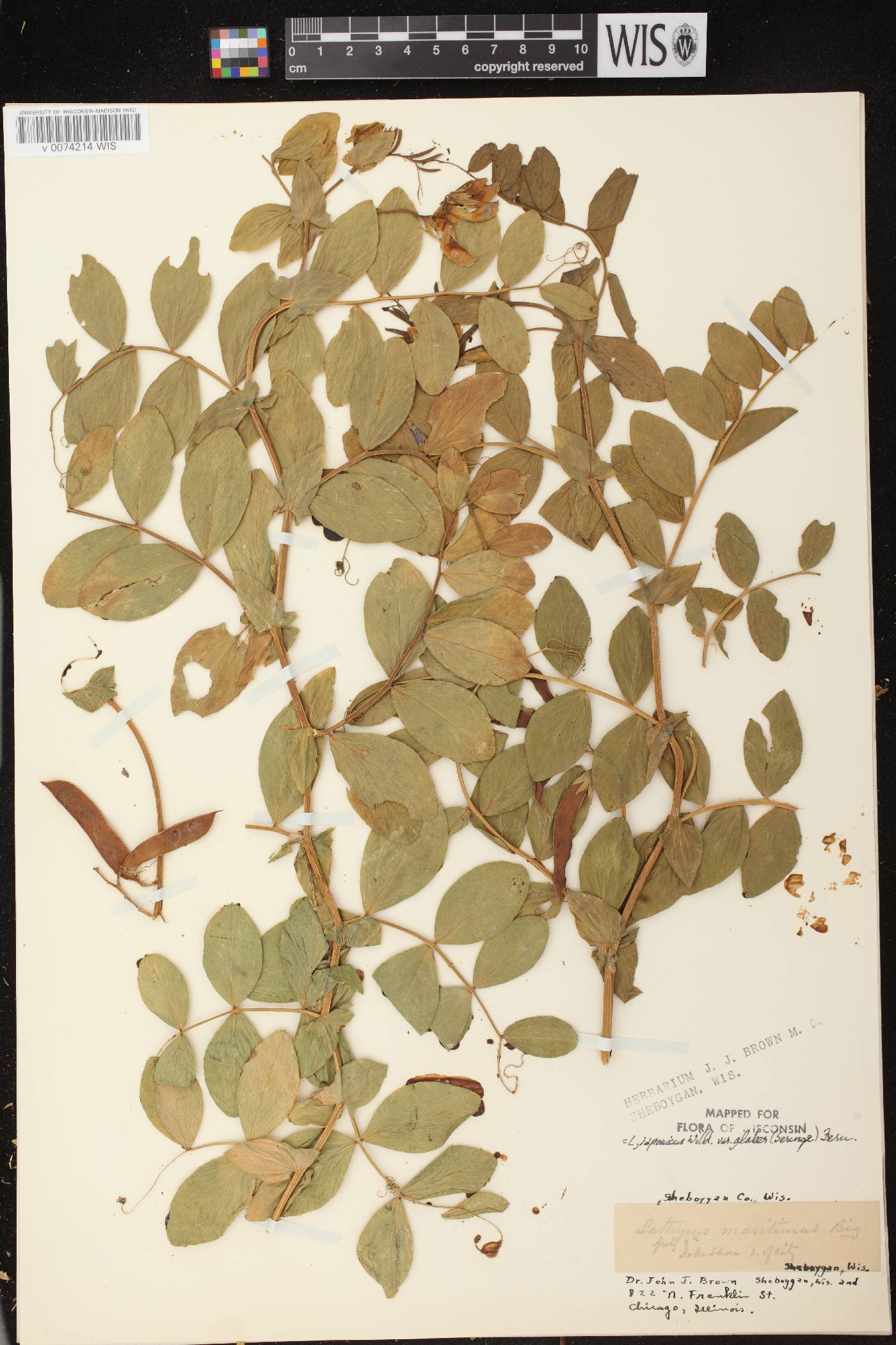 Lathyrus japonicus image