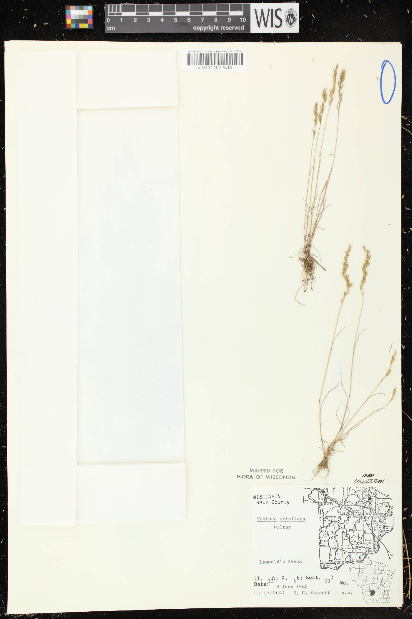 Festuca octoflora image