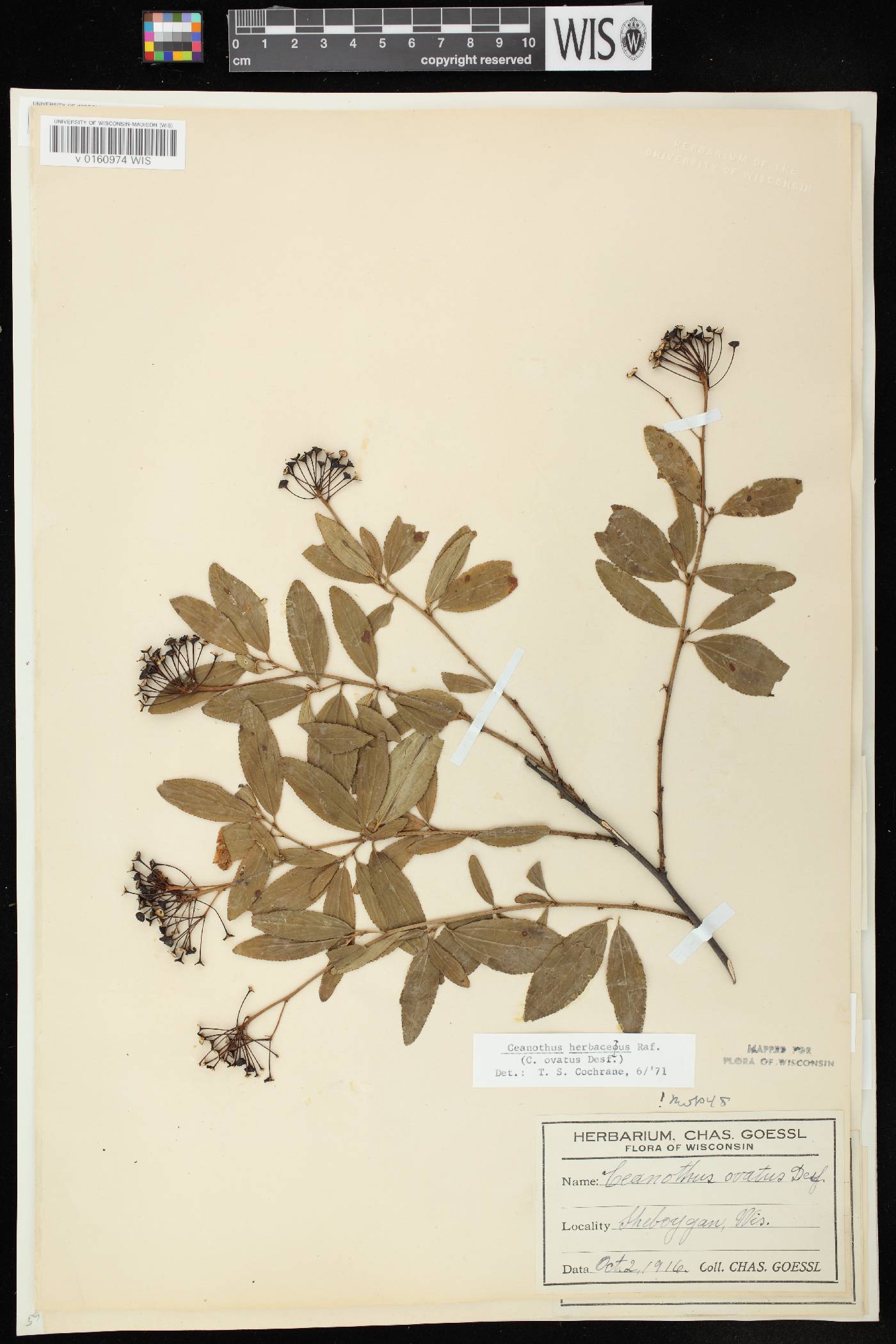 Ceanothus herbaceus image