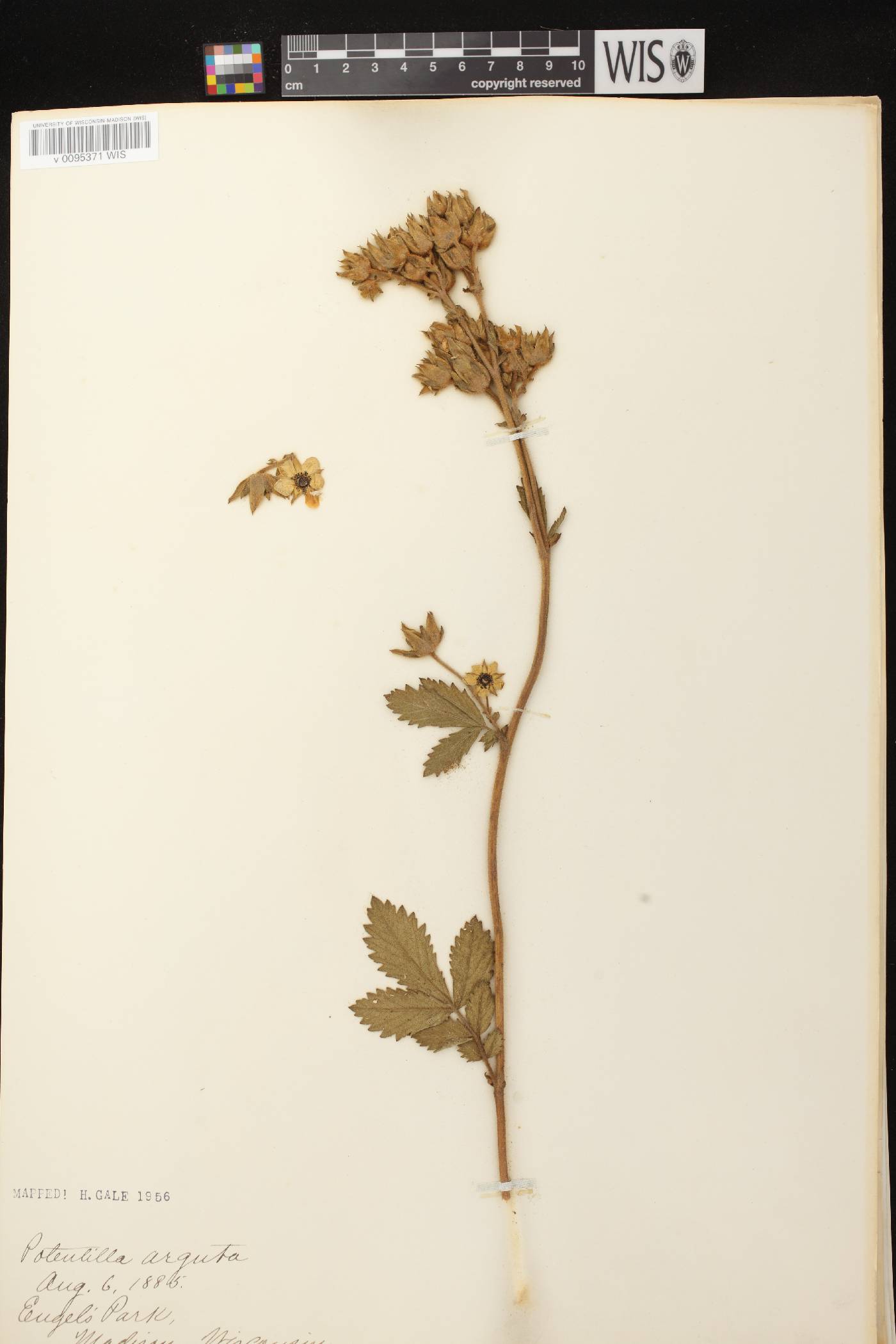 Drymocallis arguta image