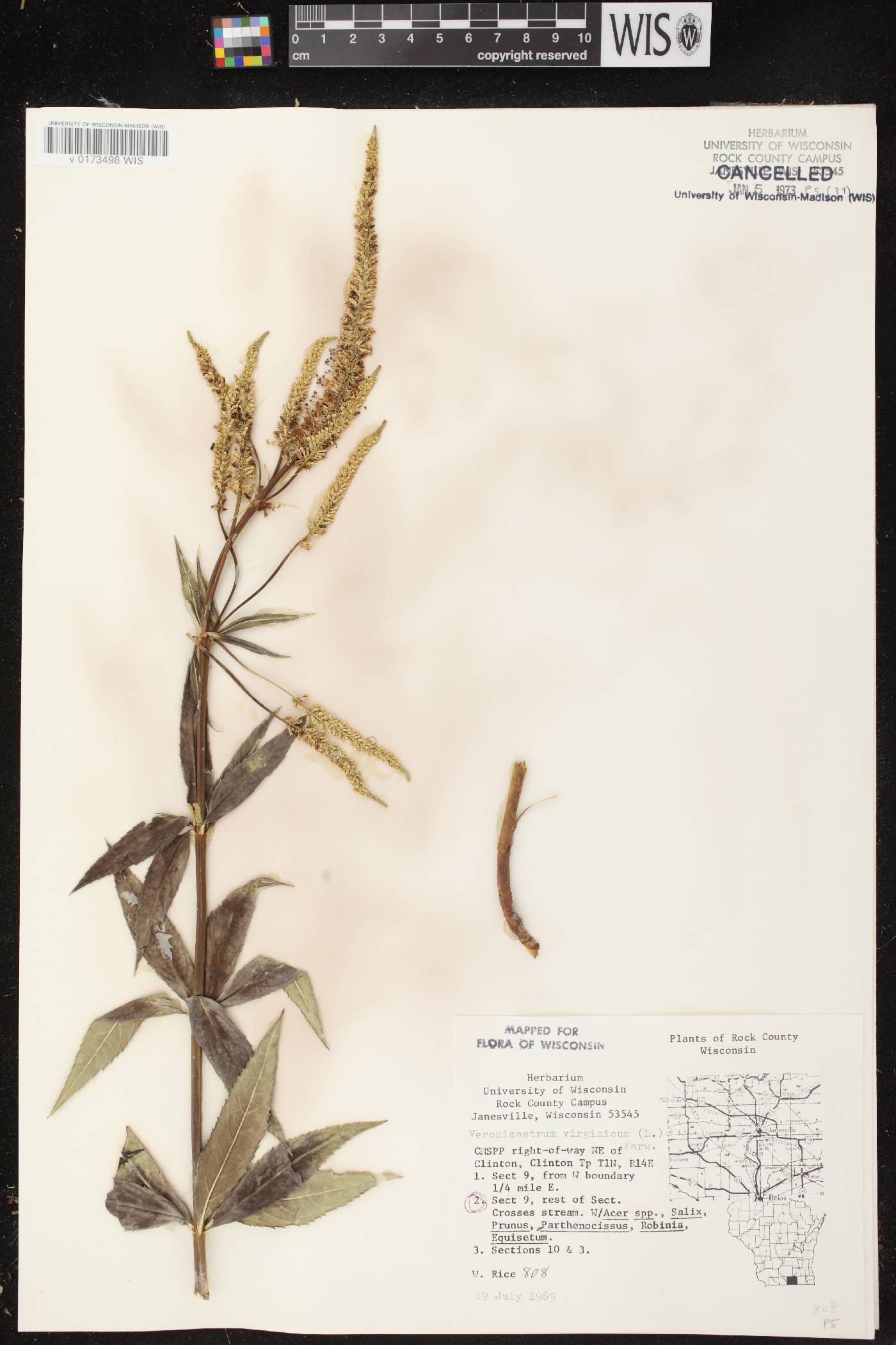 Veronicastrum virginicum image