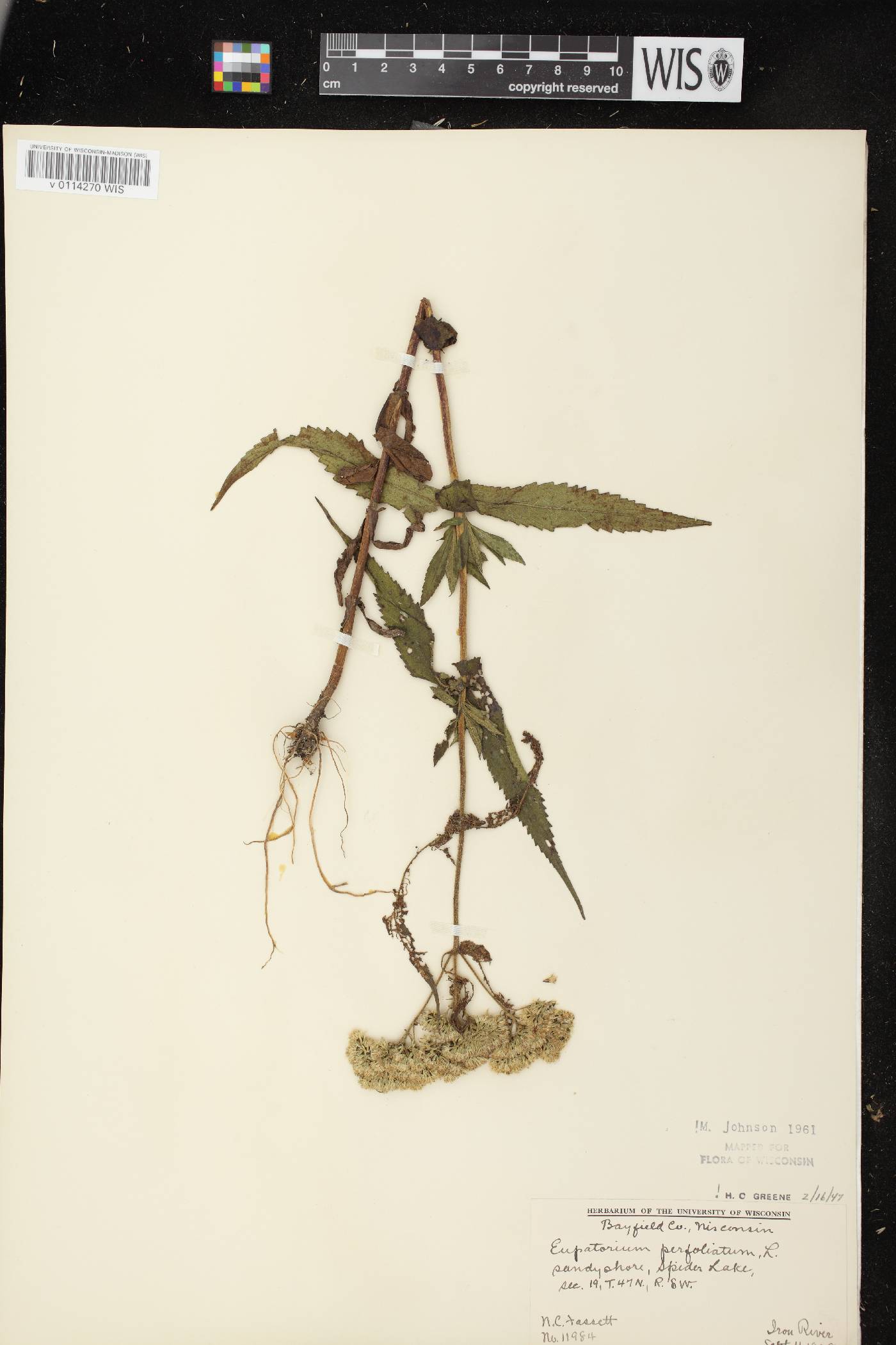 Eupatorium perfoliatum image