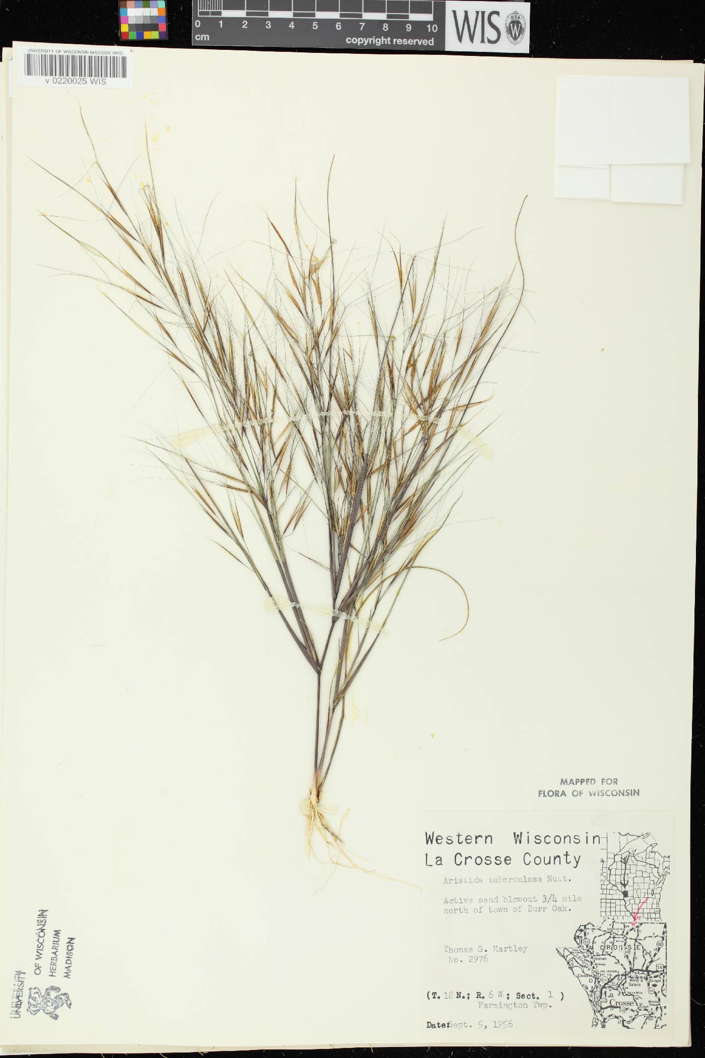 Aristida tuberculosa image