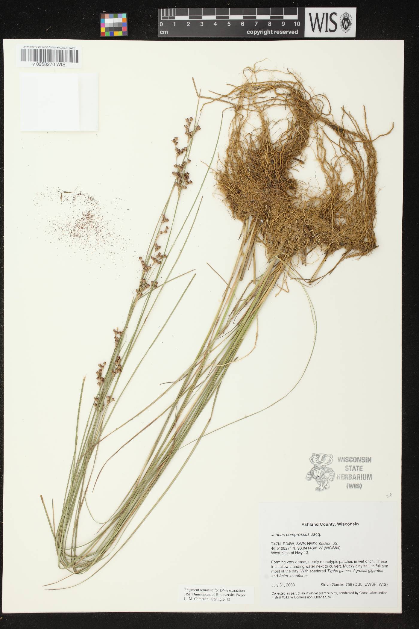 Juncus compressus image