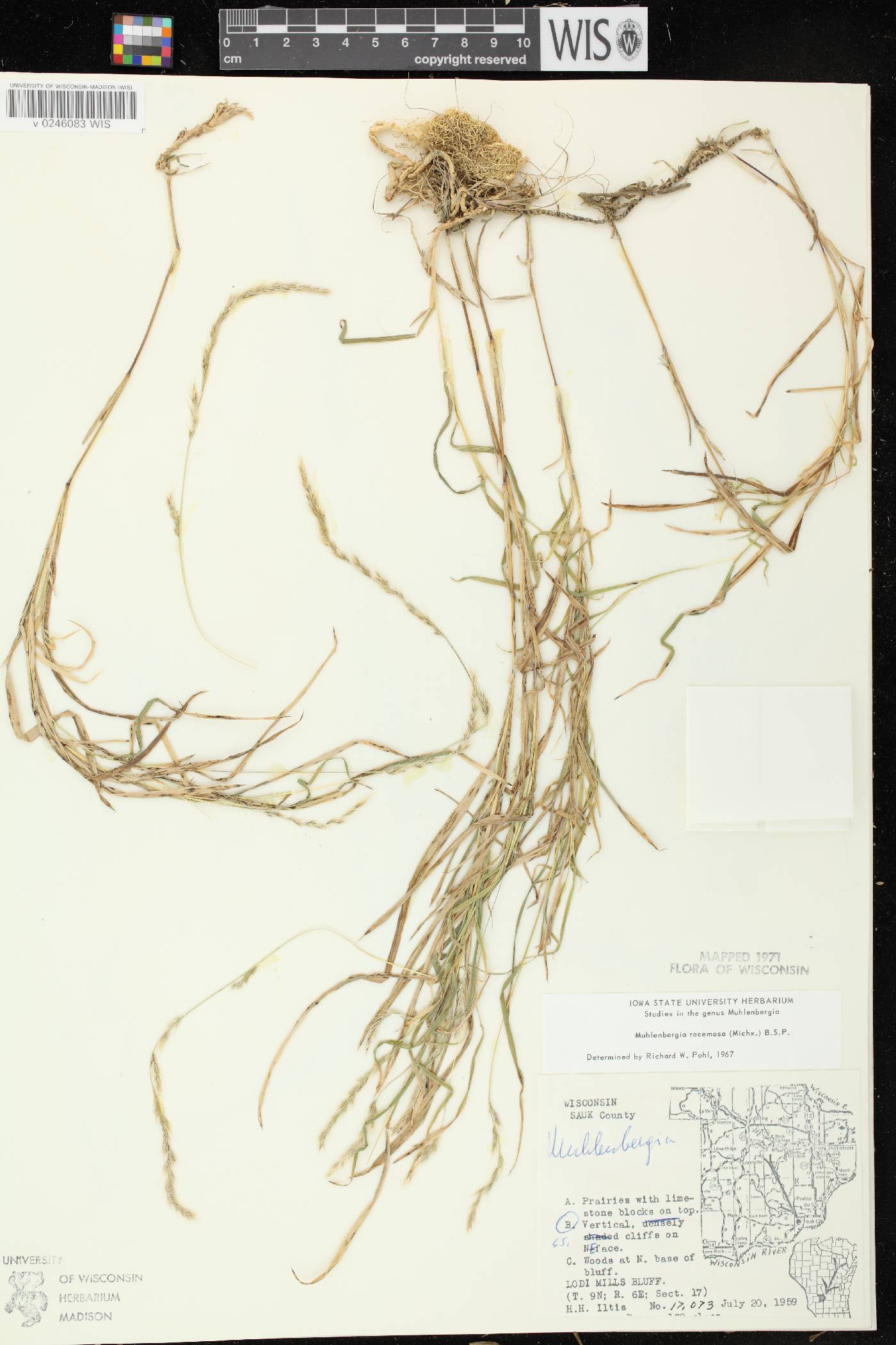 Muhlenbergia racemosa image