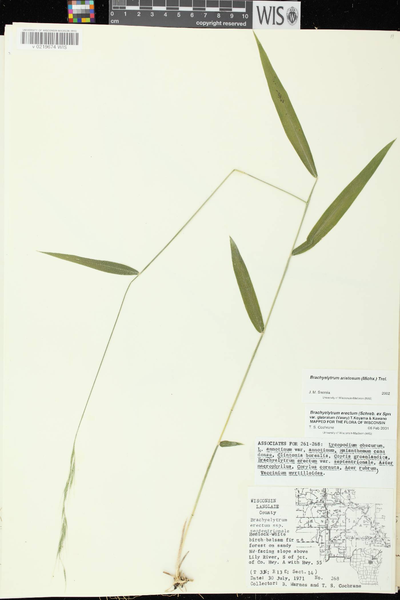 Brachyelytrum aristosum image
