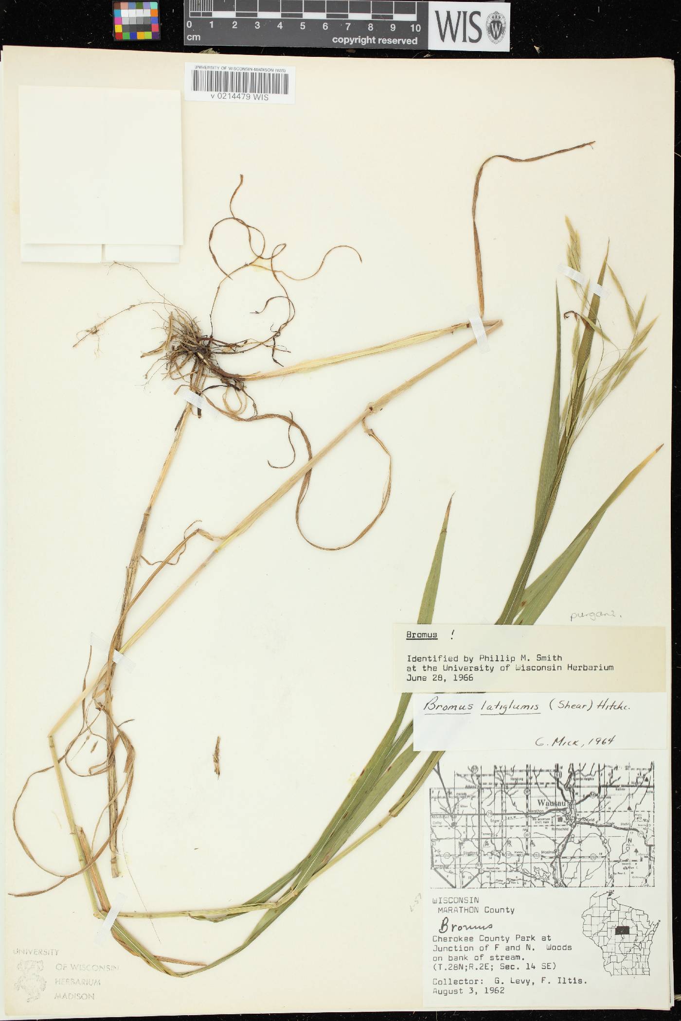 Bromus latiglumis image