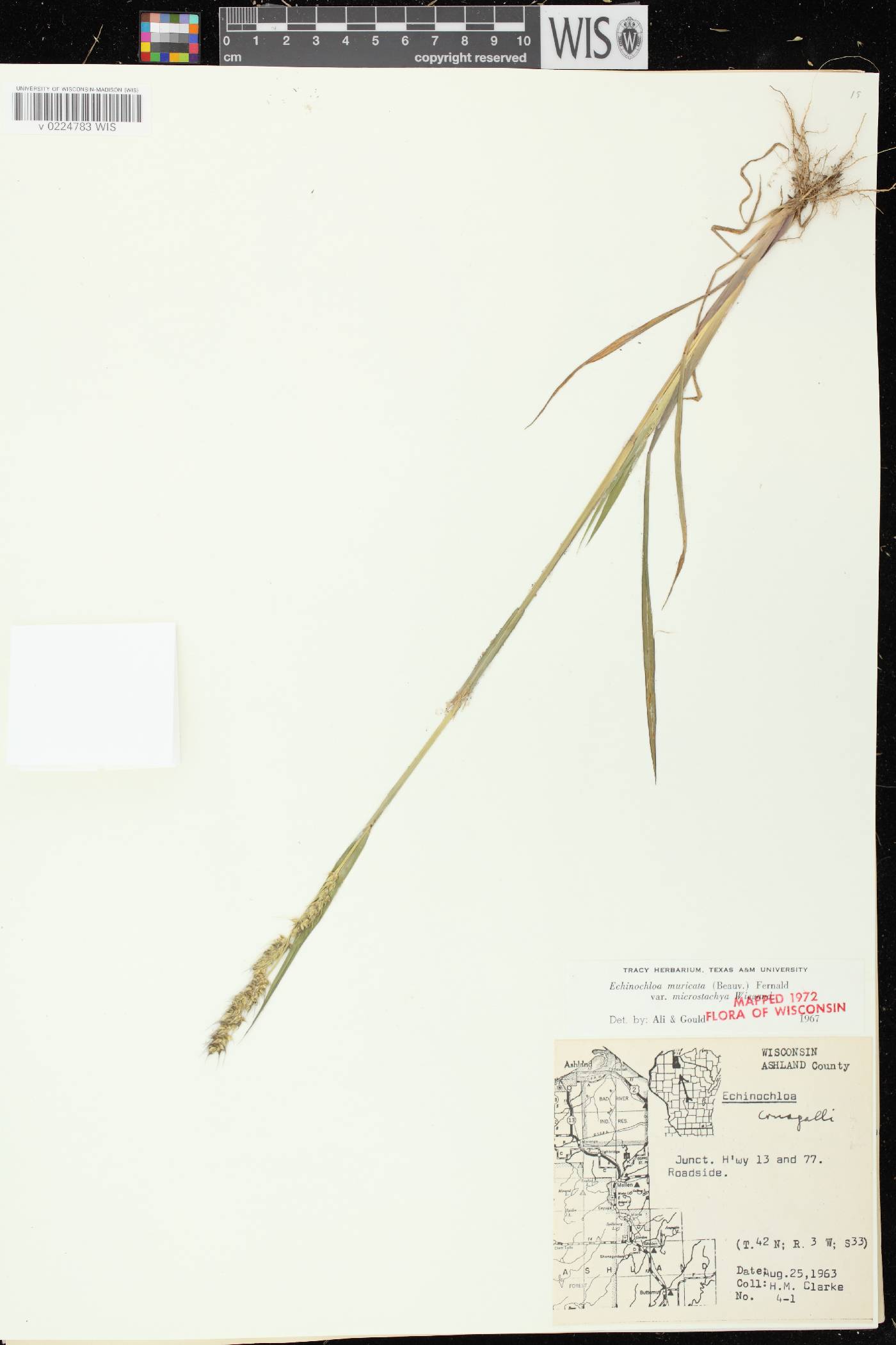 Echinochloa muricata var. microstachya image