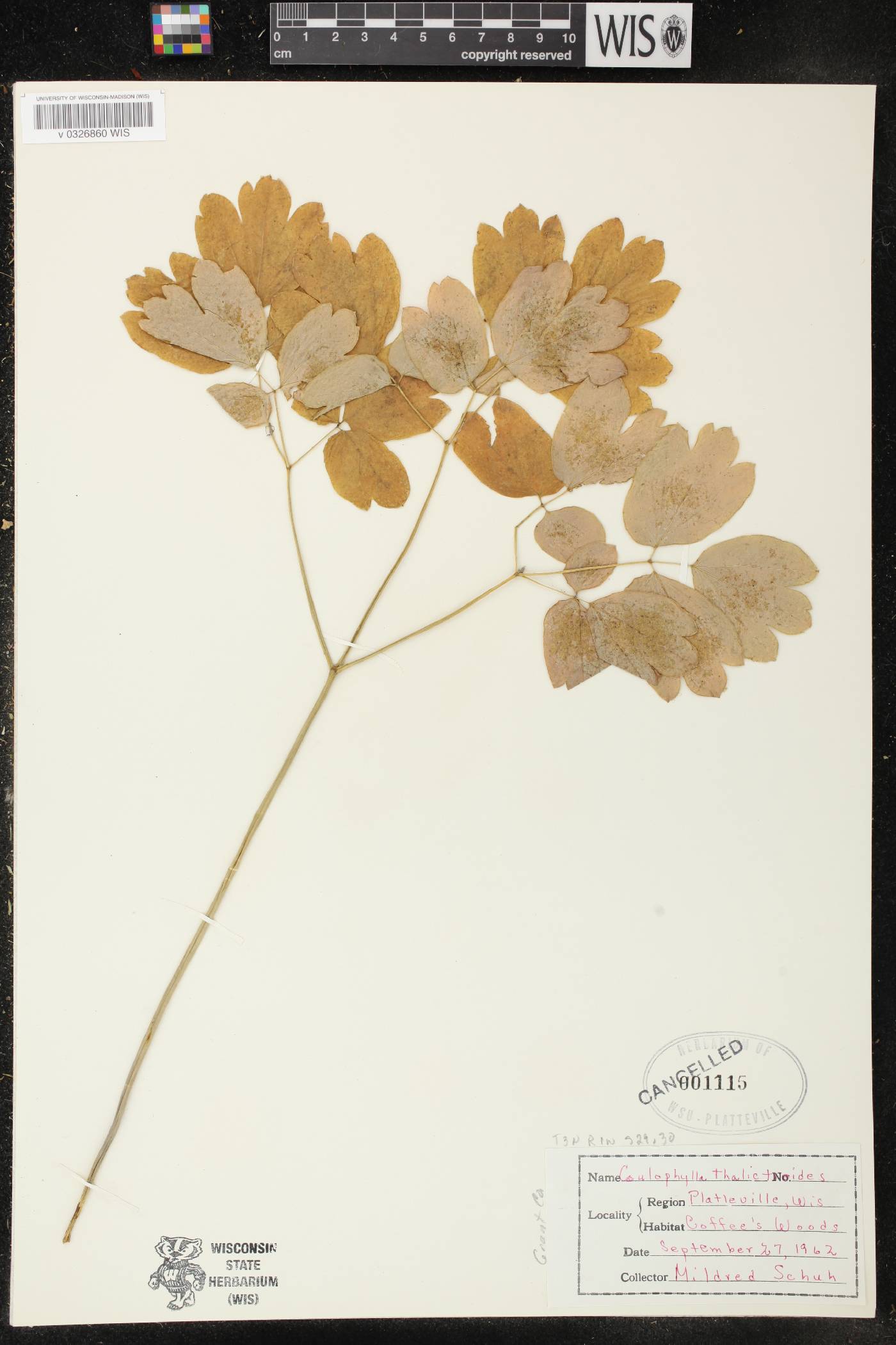 Caulophyllum thalictroides image