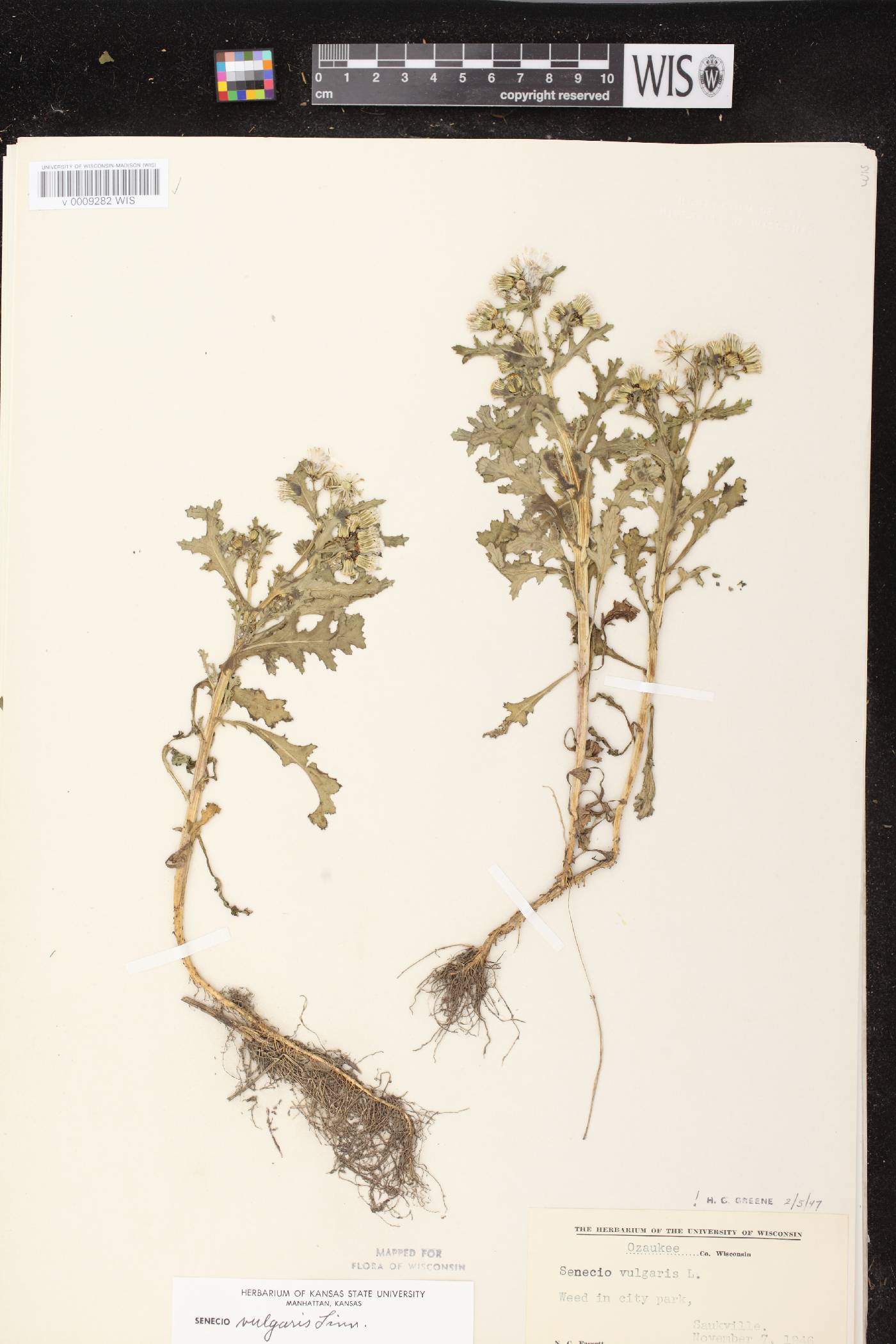 Senecio vulgaris image
