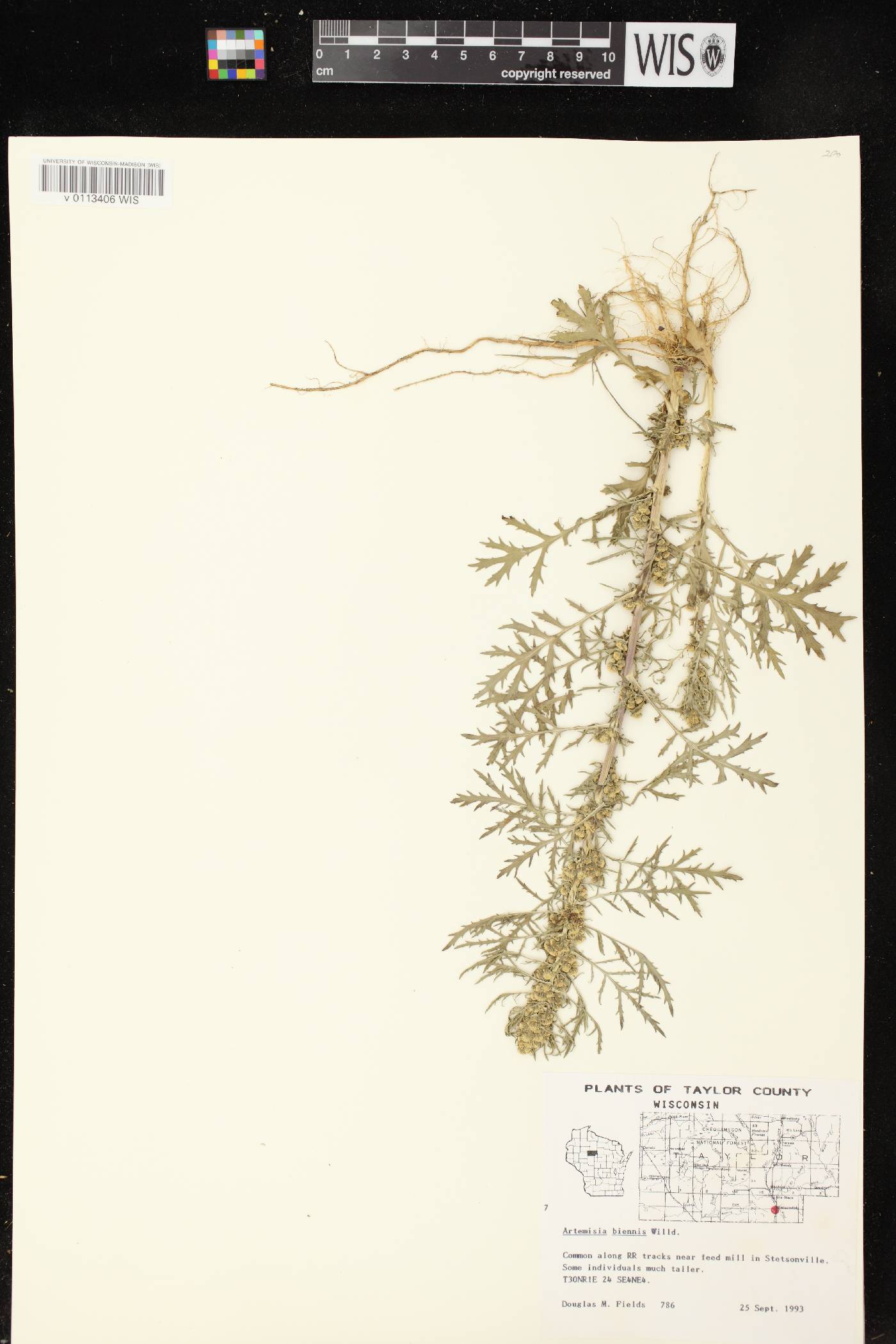 Artemisia biennis image