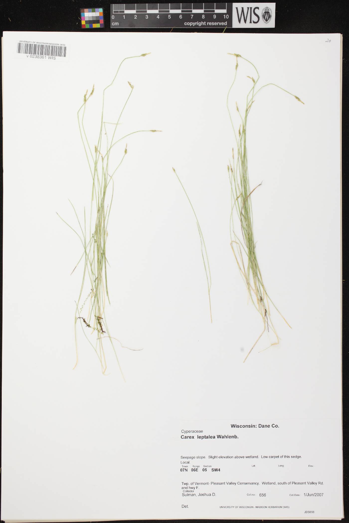 Carex leptalea subsp. leptalea image
