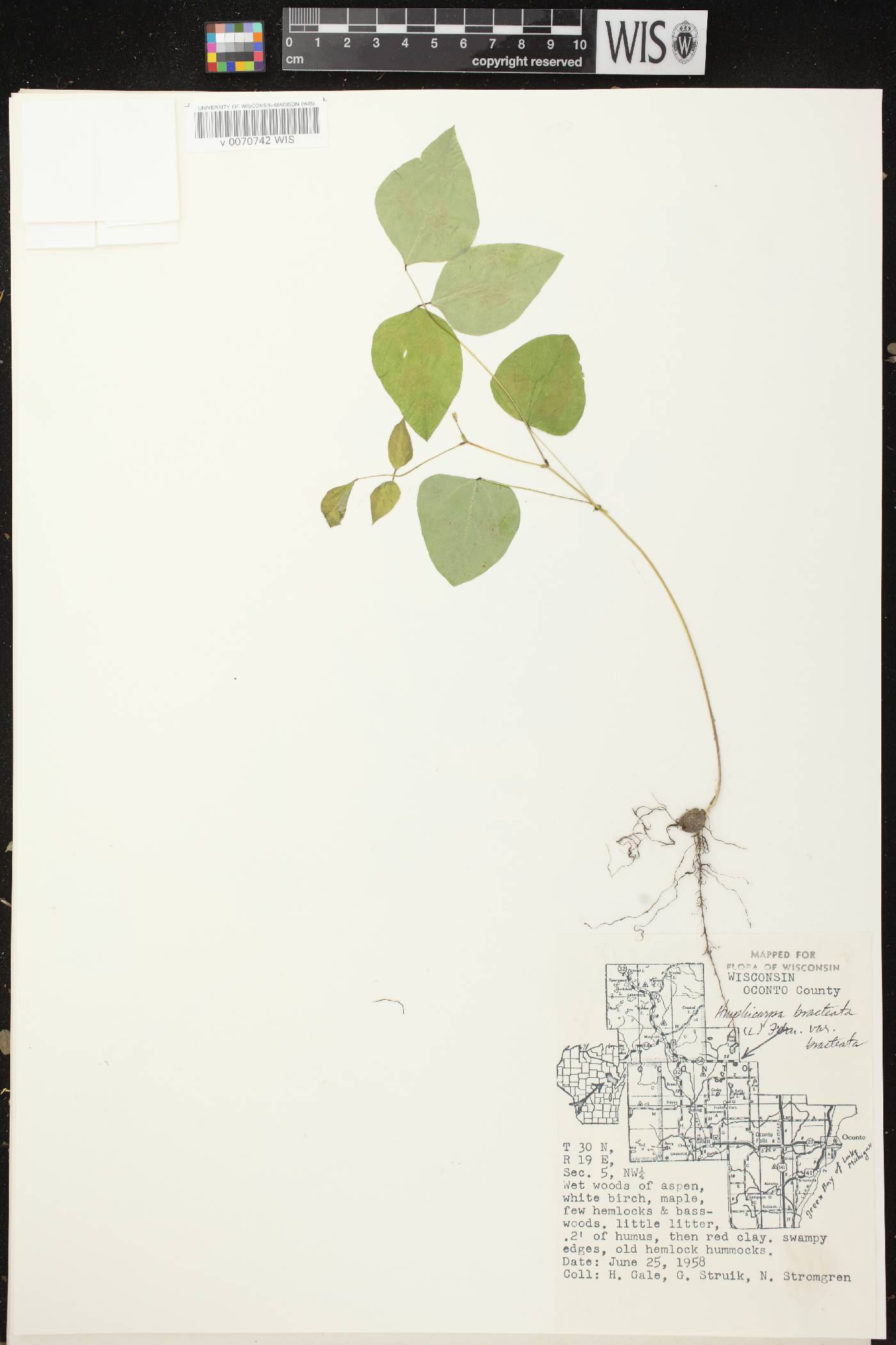 Amphicarpaea bracteata image