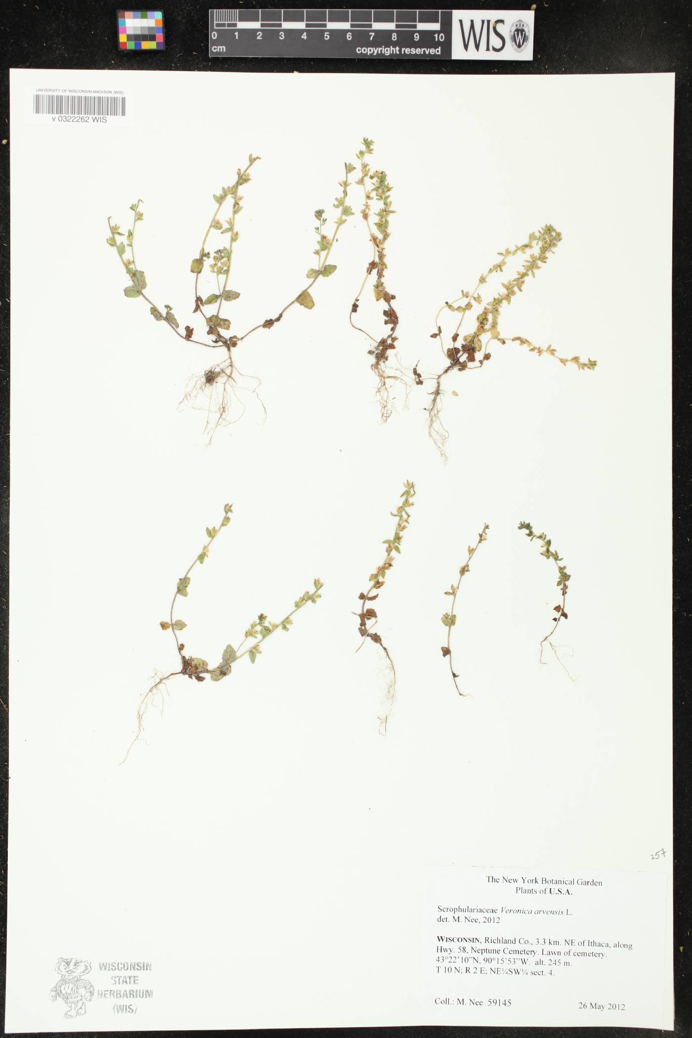 Veronica arvensis image