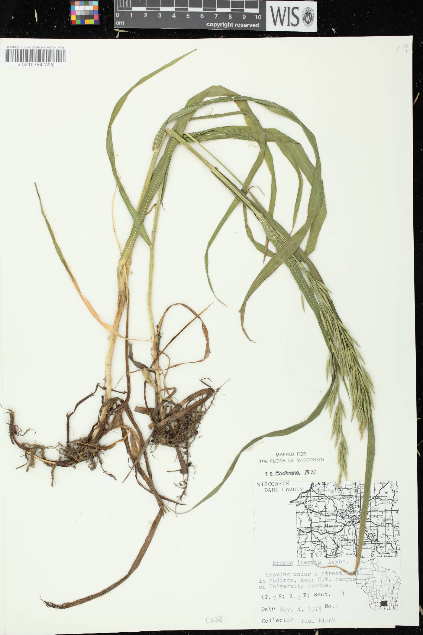 Bromus inermis image
