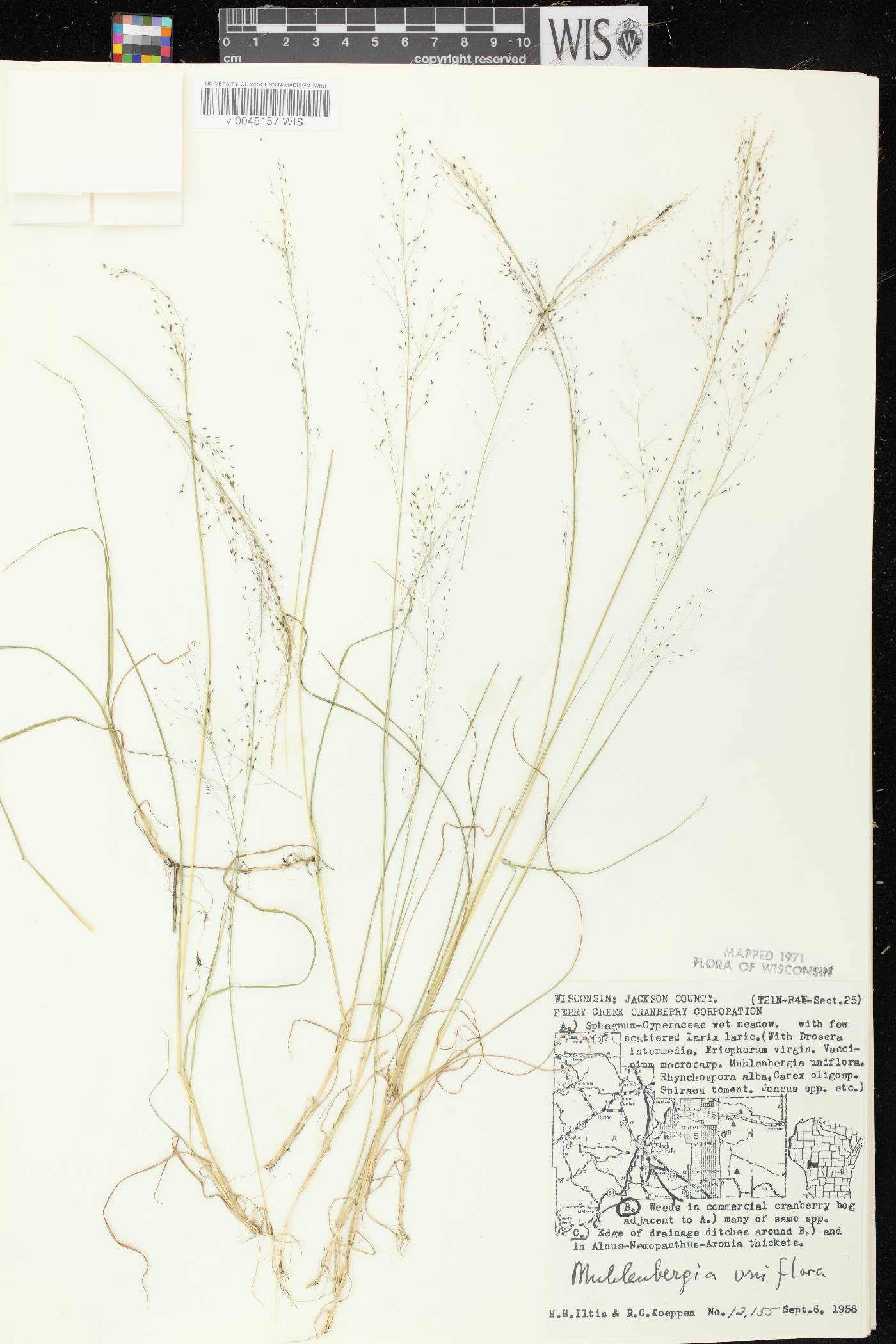 Muhlenbergia uniflora image