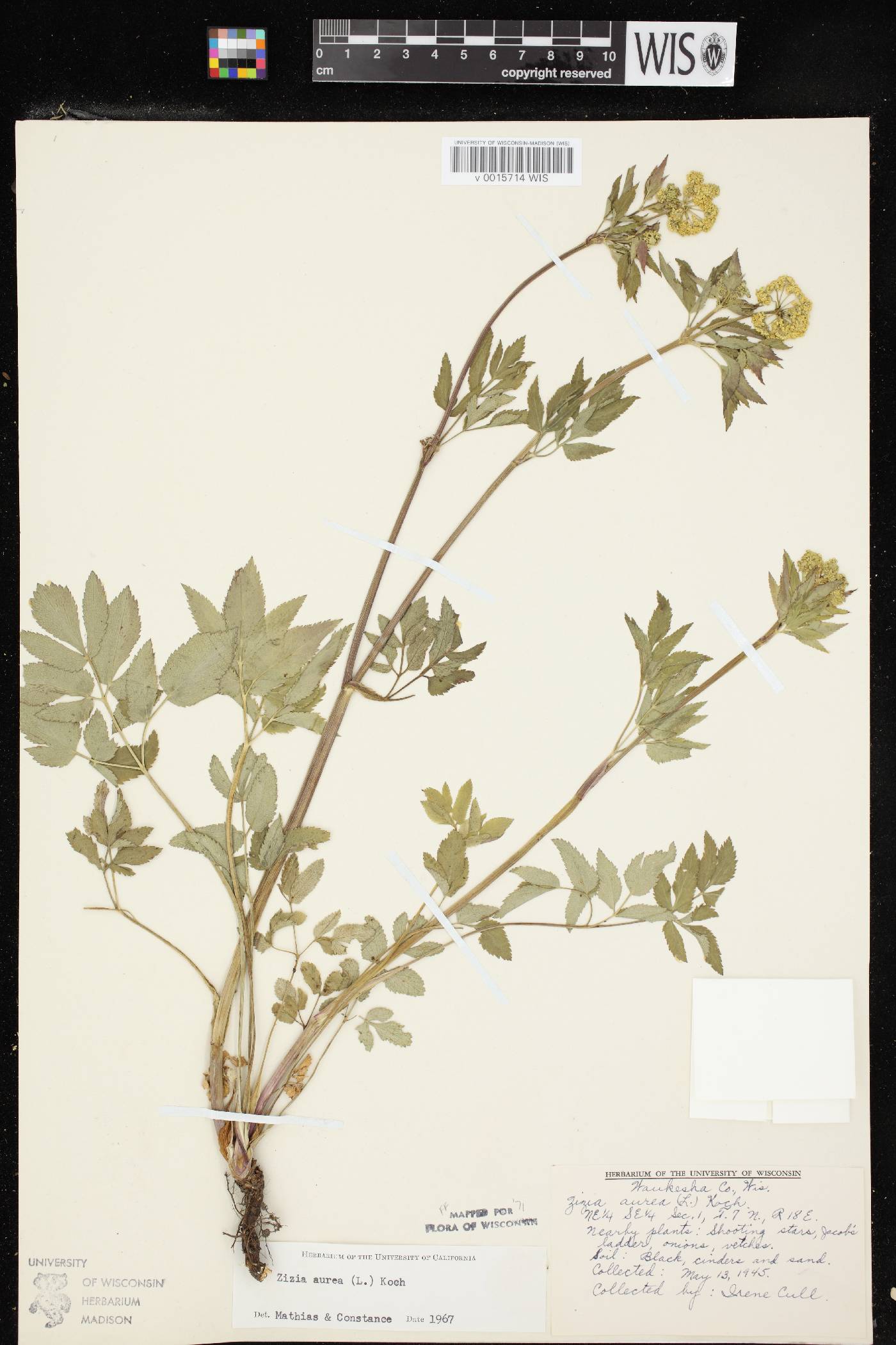 Zizia aurea image