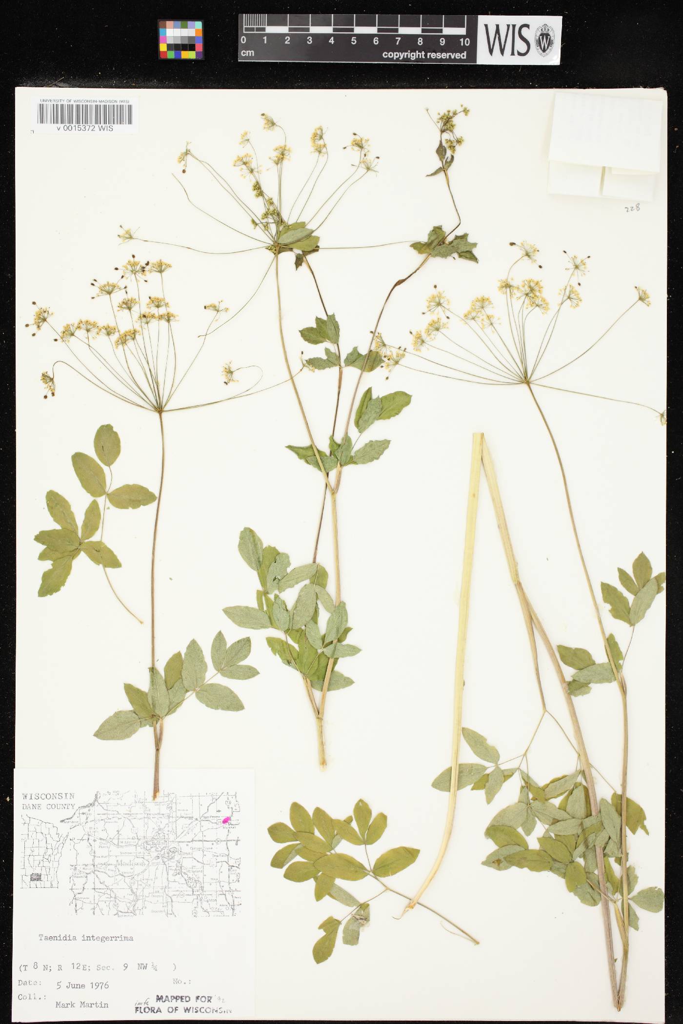 Taenidia integerrima image
