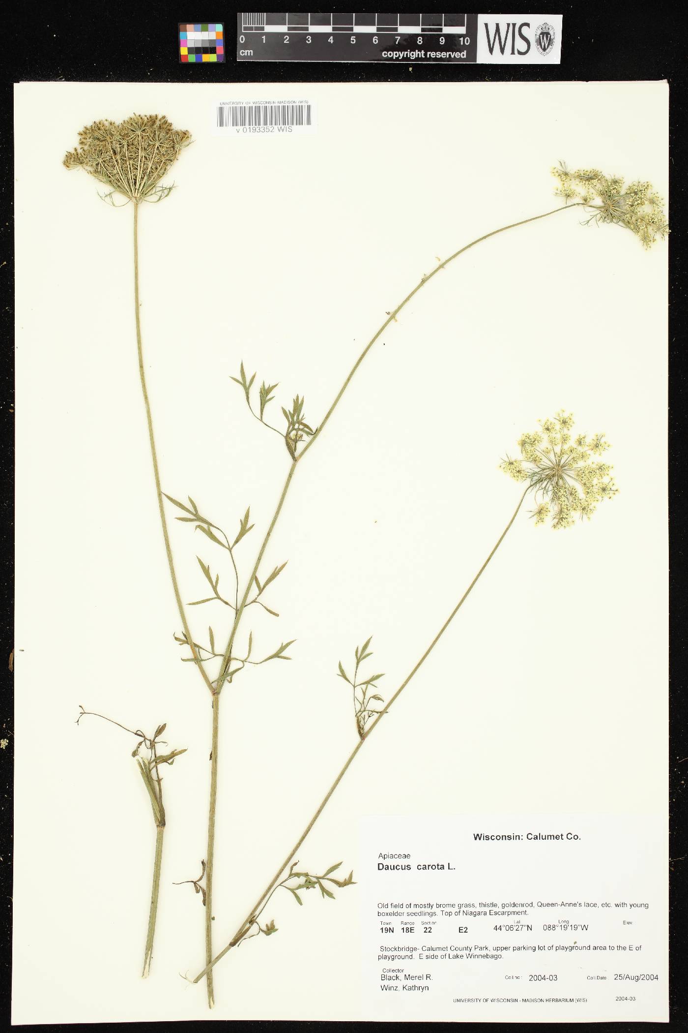 Daucus carota image