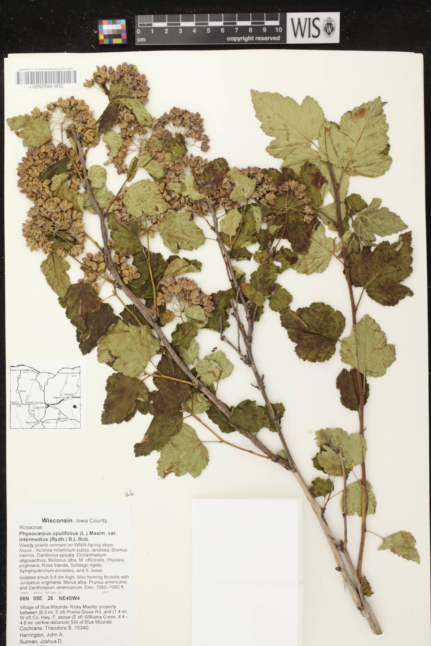 Physocarpus intermedius image